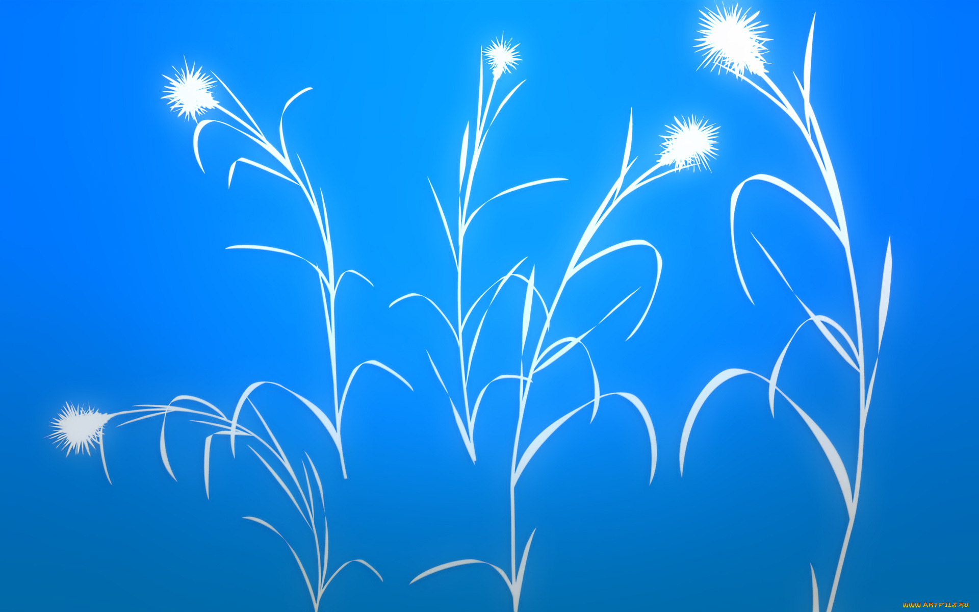 векторная, графика, цветы, синий