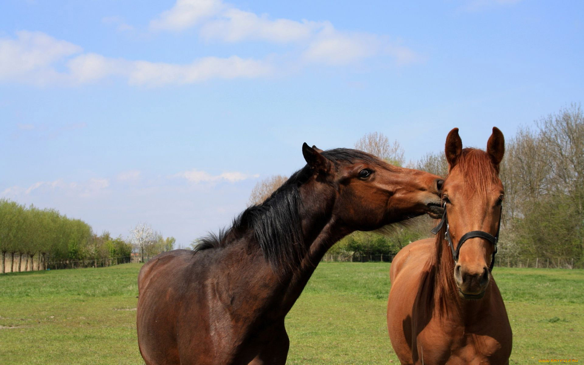 животные, лошади
