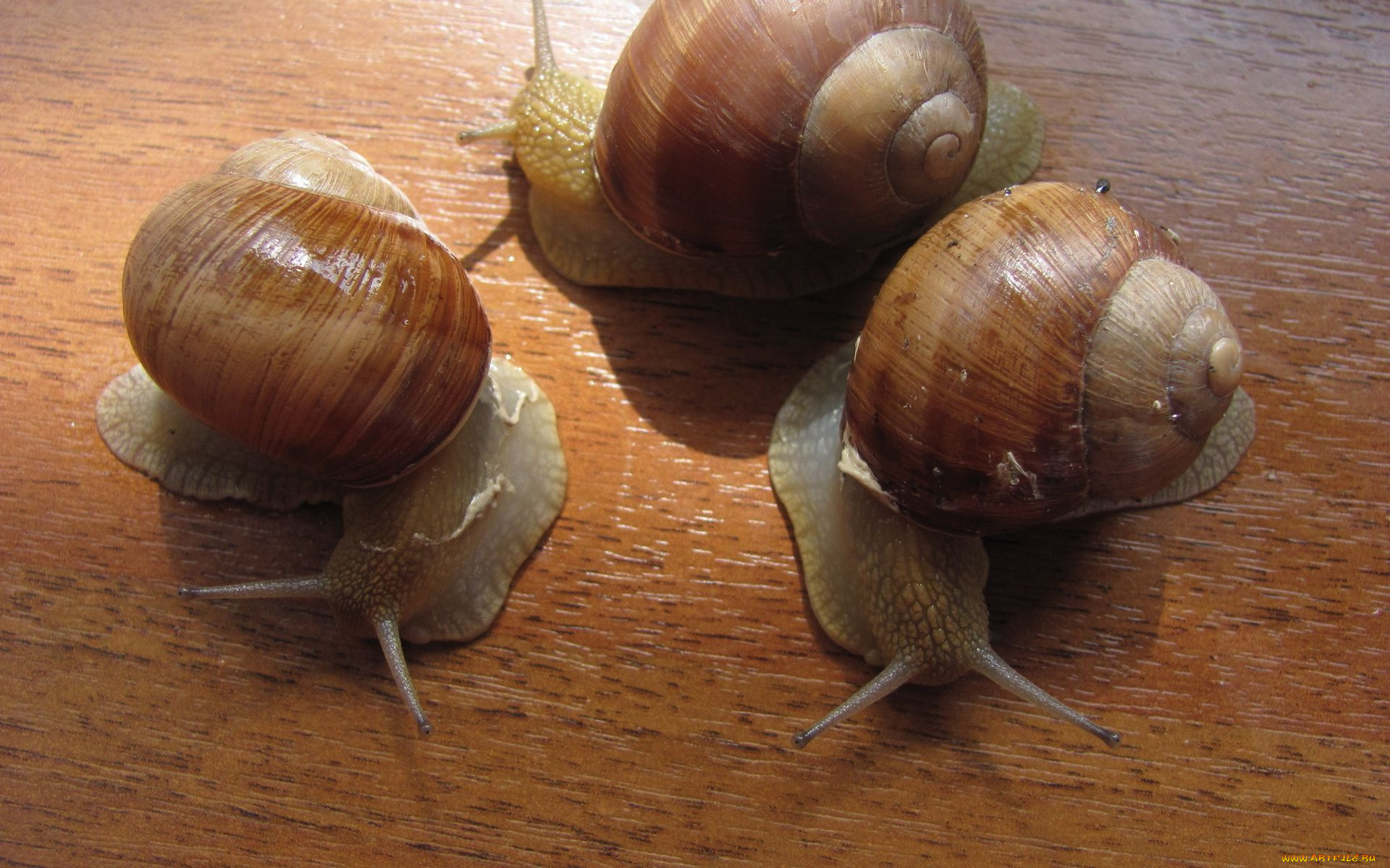 животные, улитки