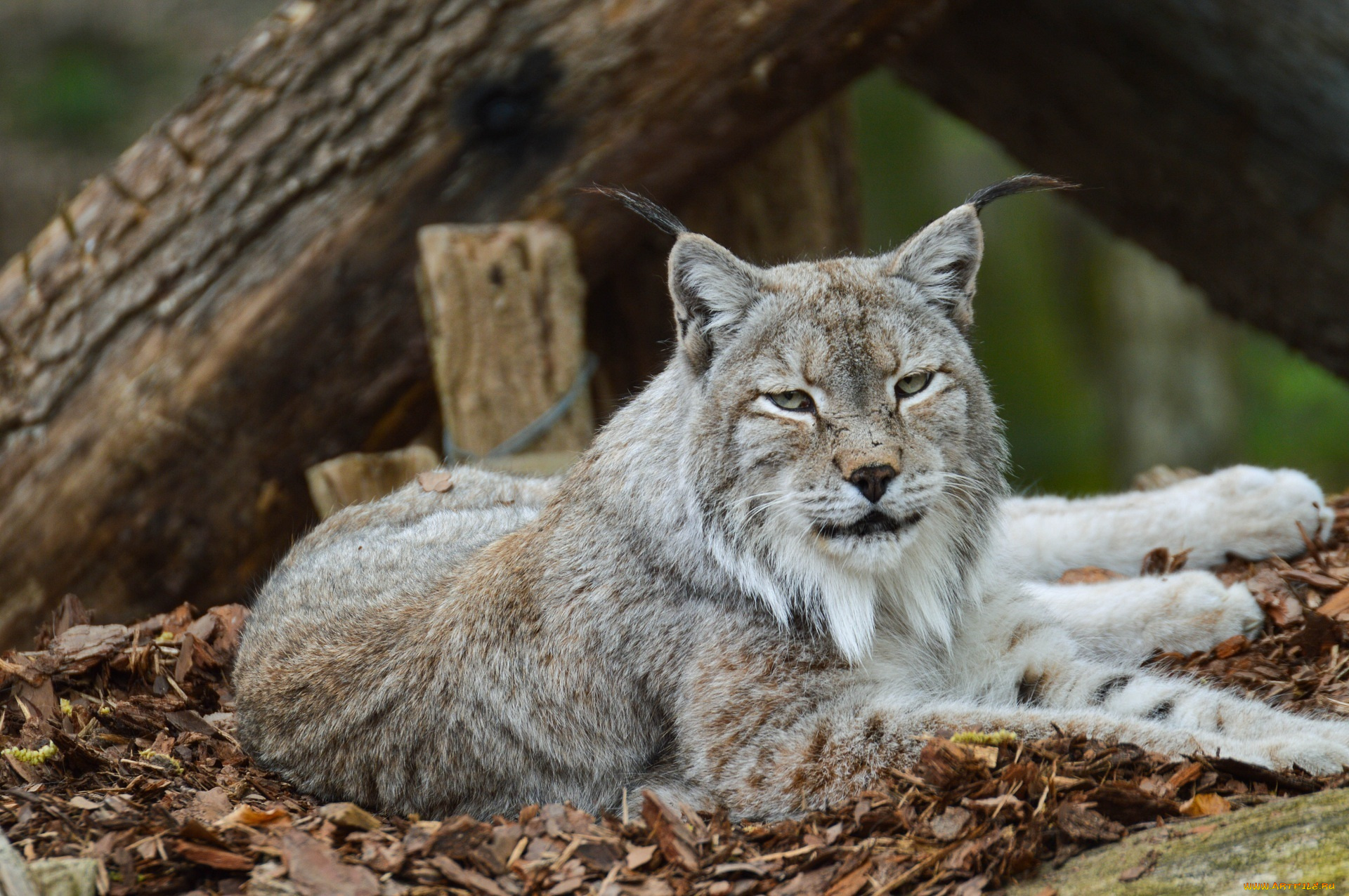 животные, рыси, зоопарк, отдых, кошка, лежит, кисточки