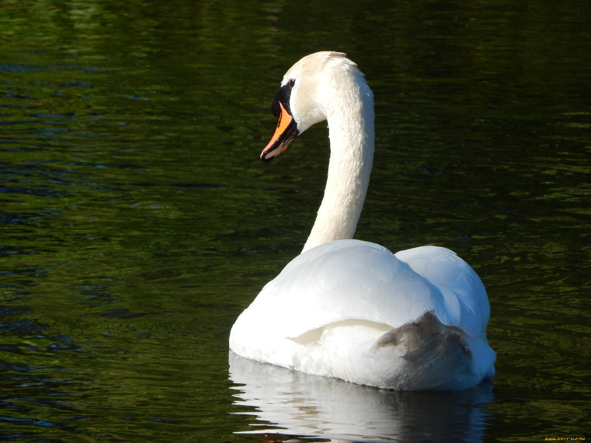 животные, лебеди, шея, грация, вода