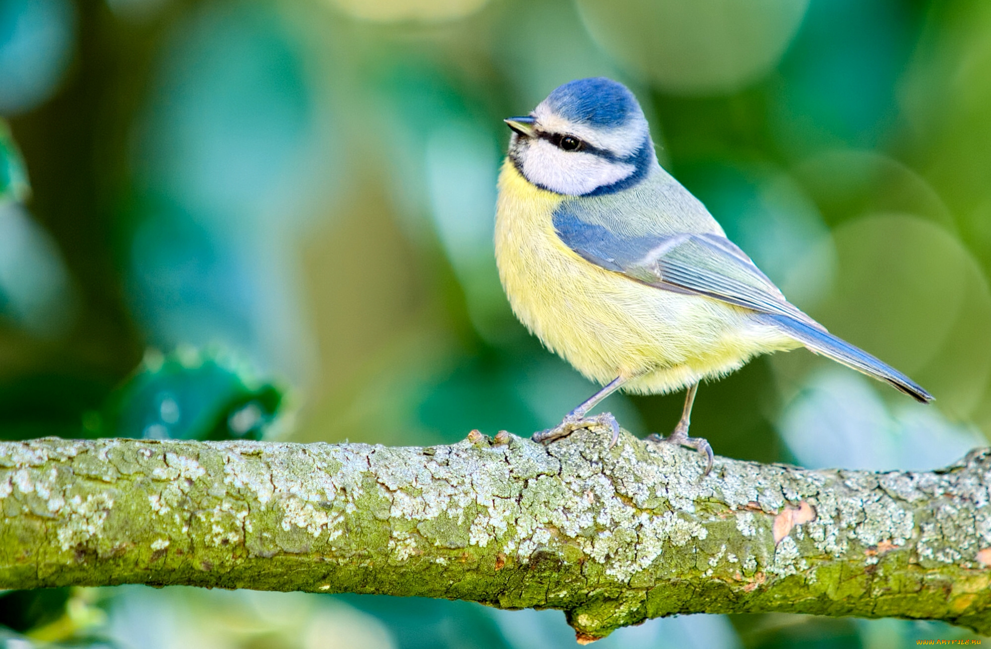 животные, синицы, , лазоревки, птичка