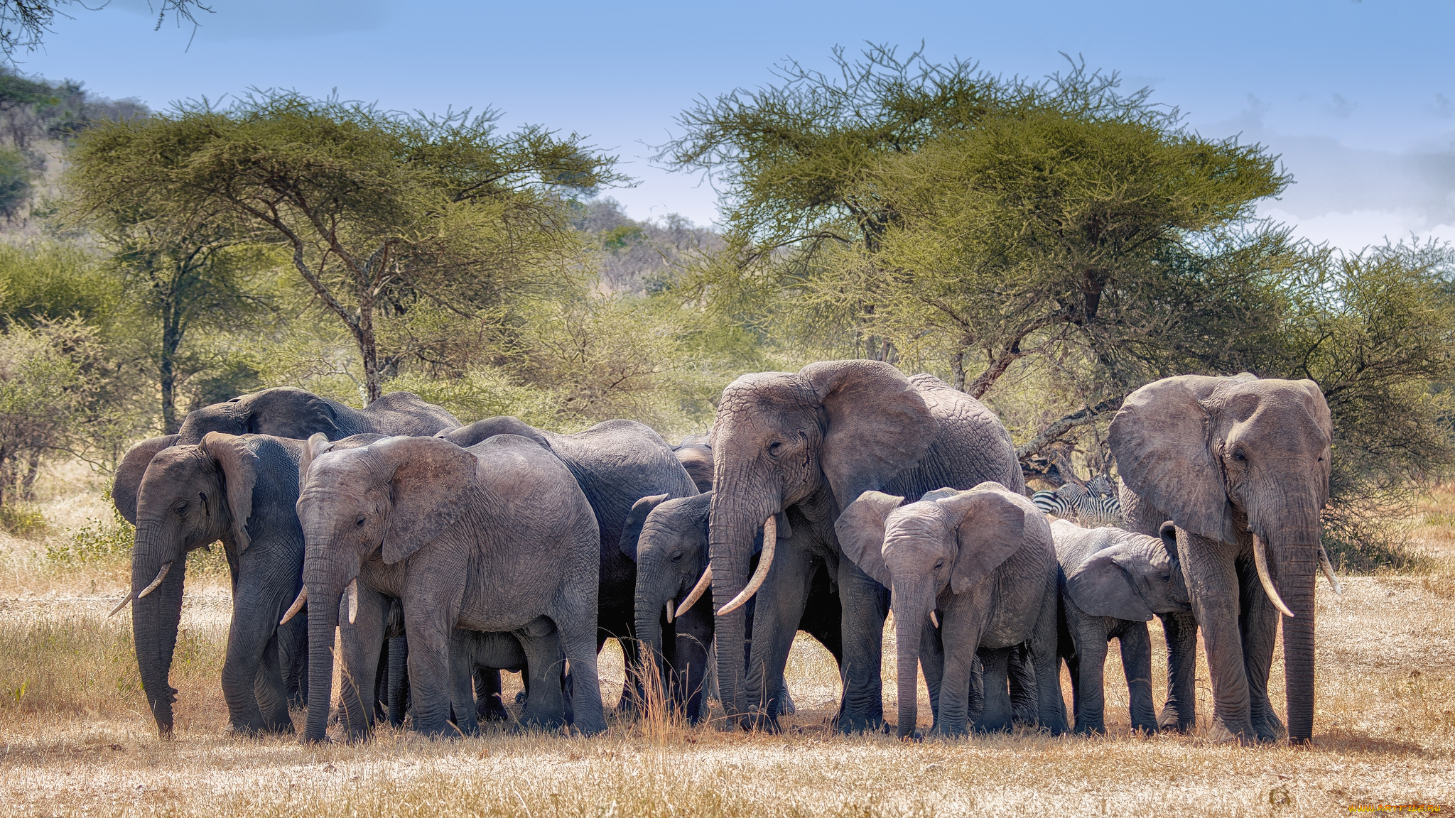 животные, слоны, стадо, саванна