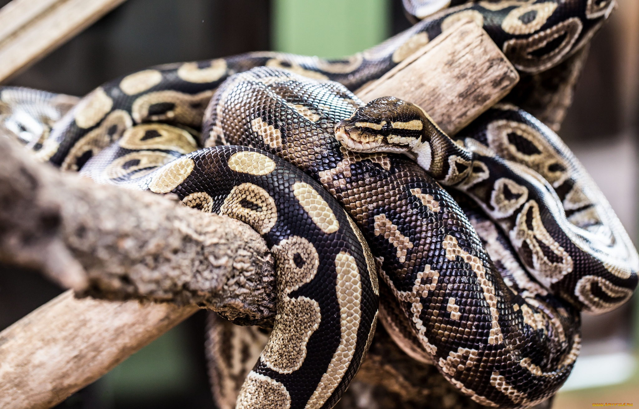 животные, змеи, , питоны, , кобры, питон, сук