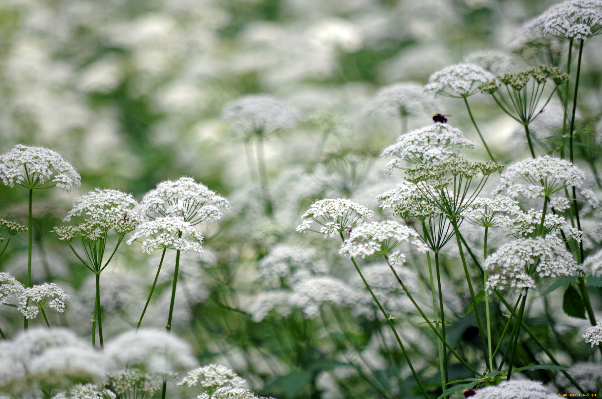 цветы, луговые, , полевые, , цветы, дикая, морковь