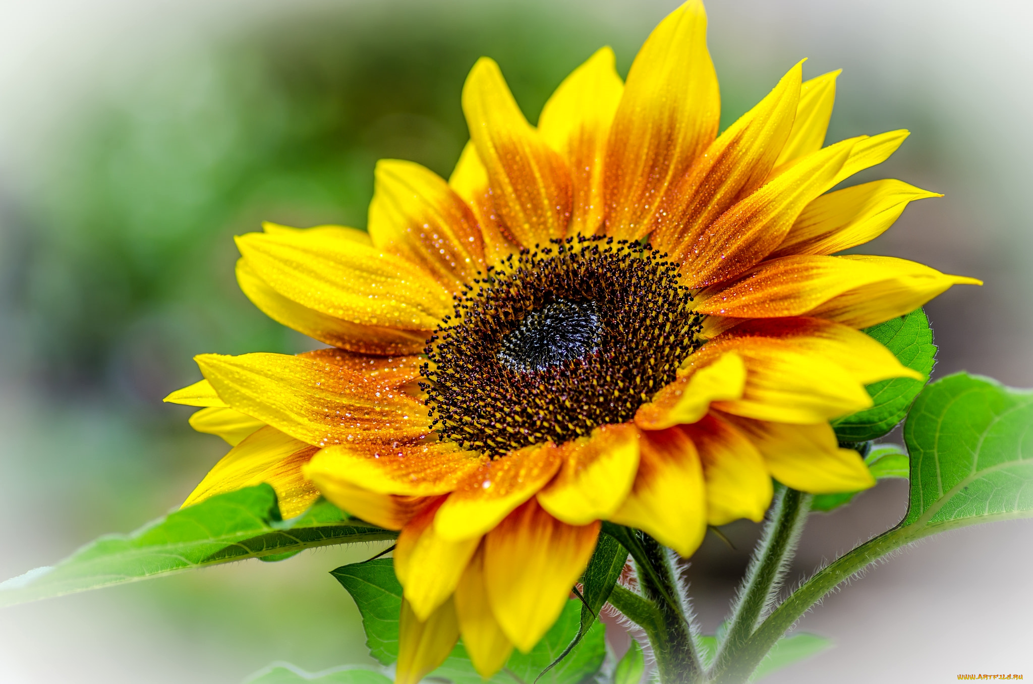 цветы, подсолнухи, макро