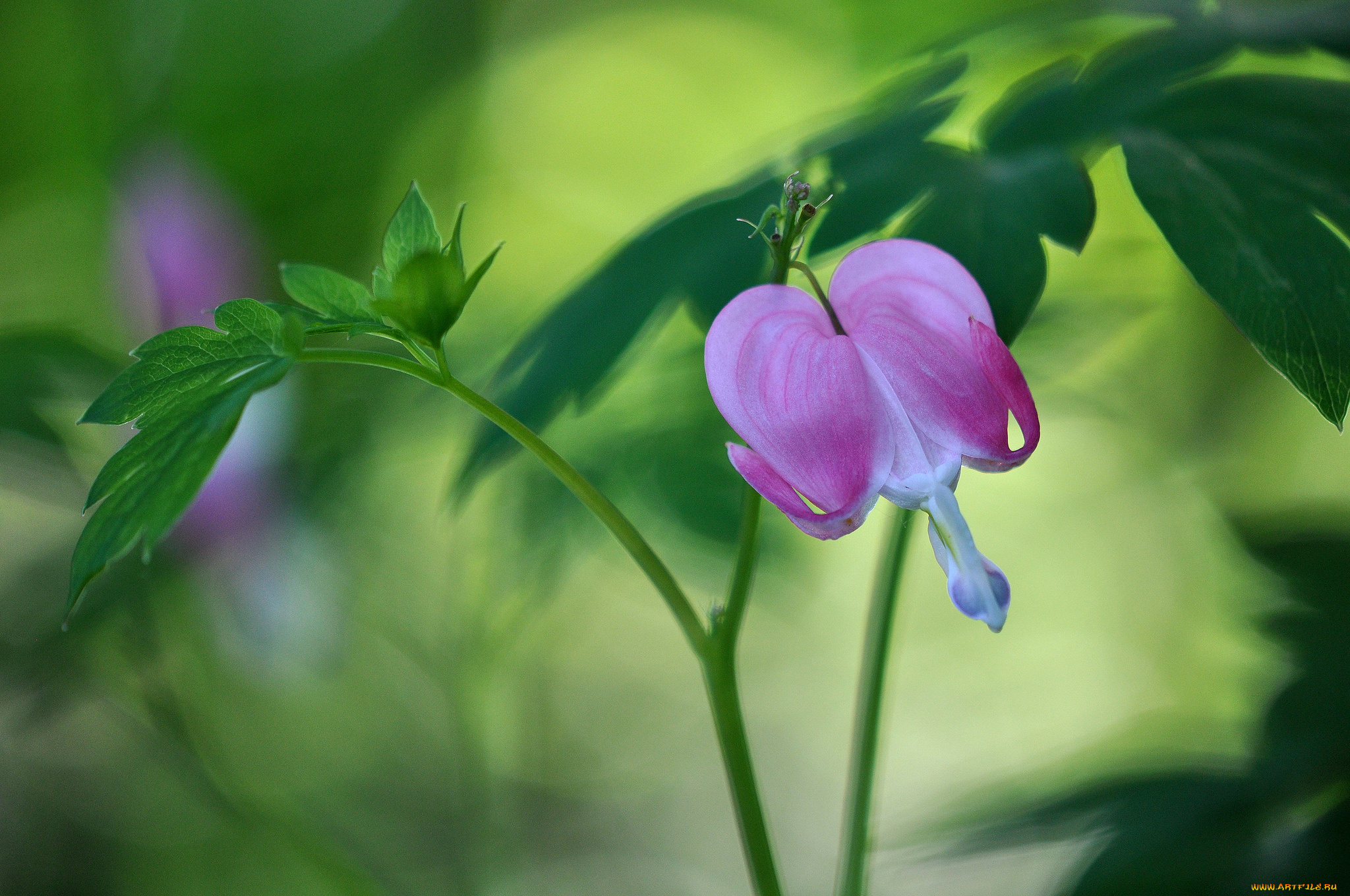 цветы, дицентра, , разбитое, сердце, сердечко