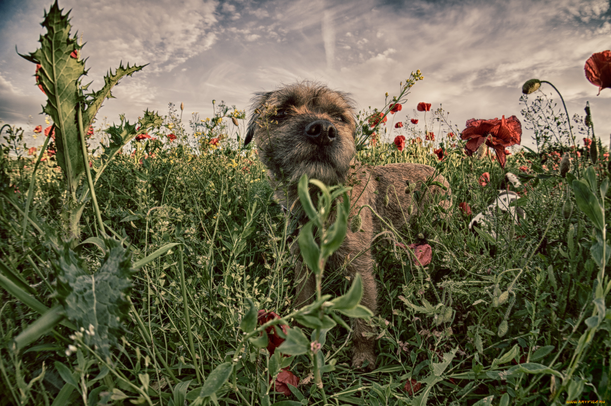 животные, собаки, собачка, луг