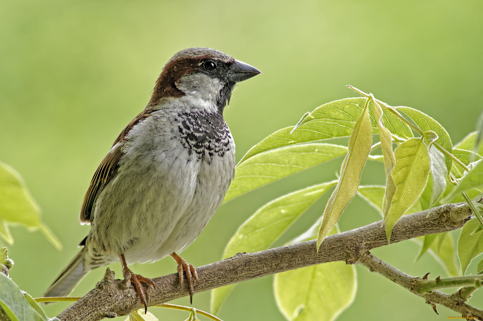 животные, воробьи, воробей, ветка