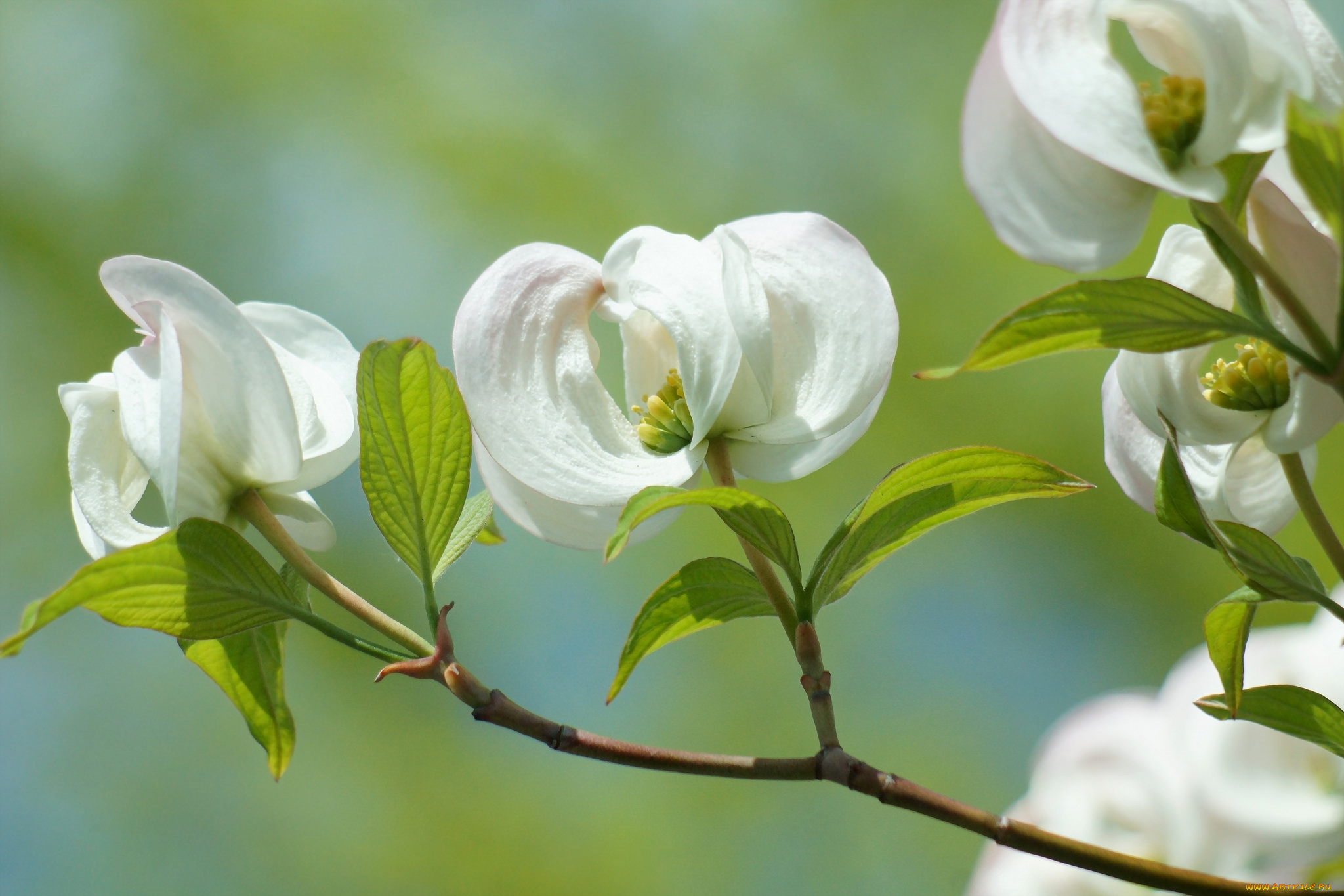 цветы, кизил, ветка