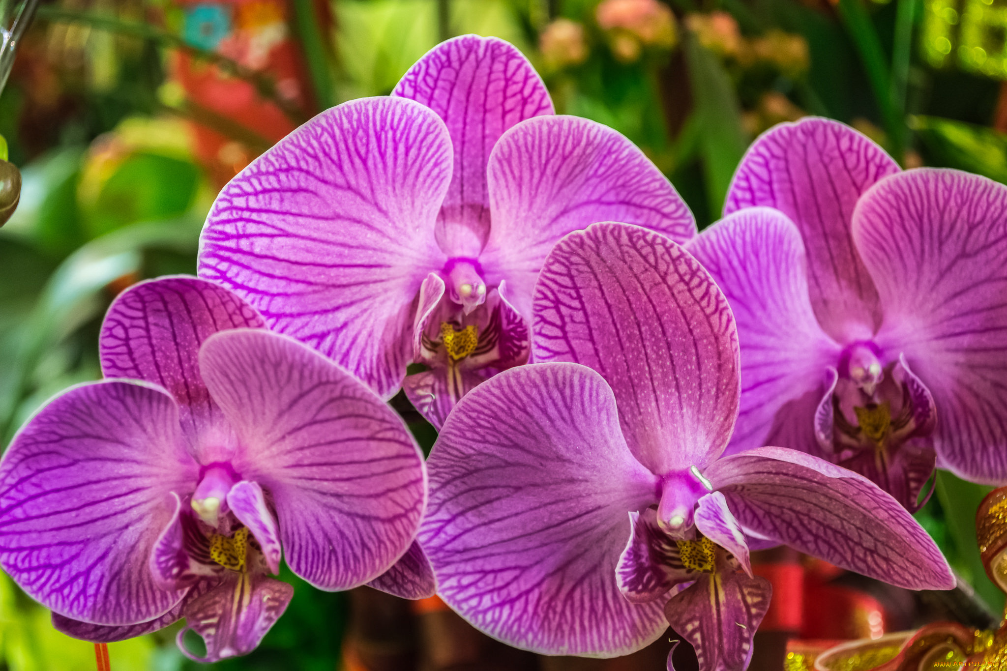 цветы, орхидеи, макро