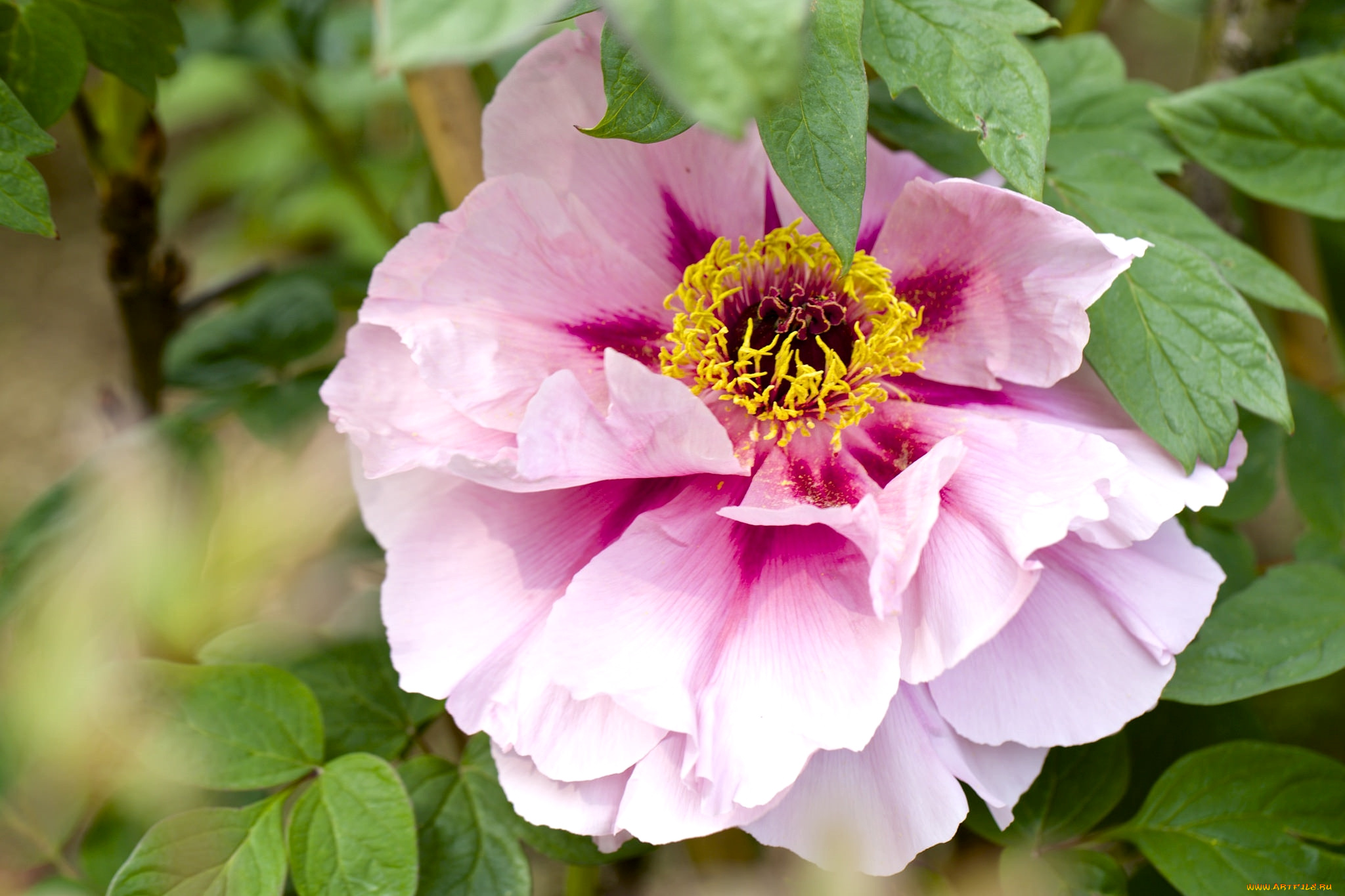 цветы, пионы, макро