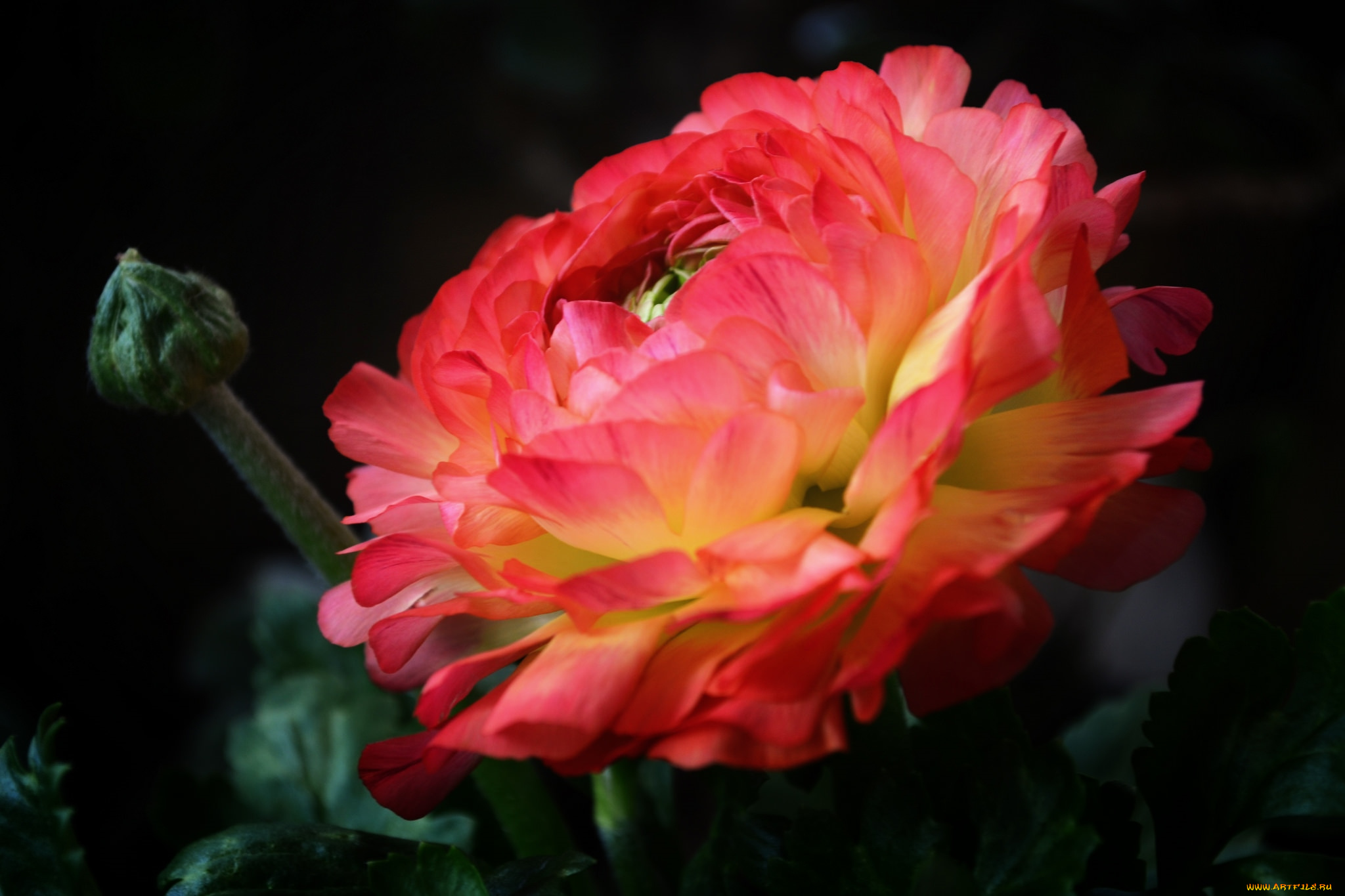 цветы, ранункулюс, , азиатский, лютик, макро