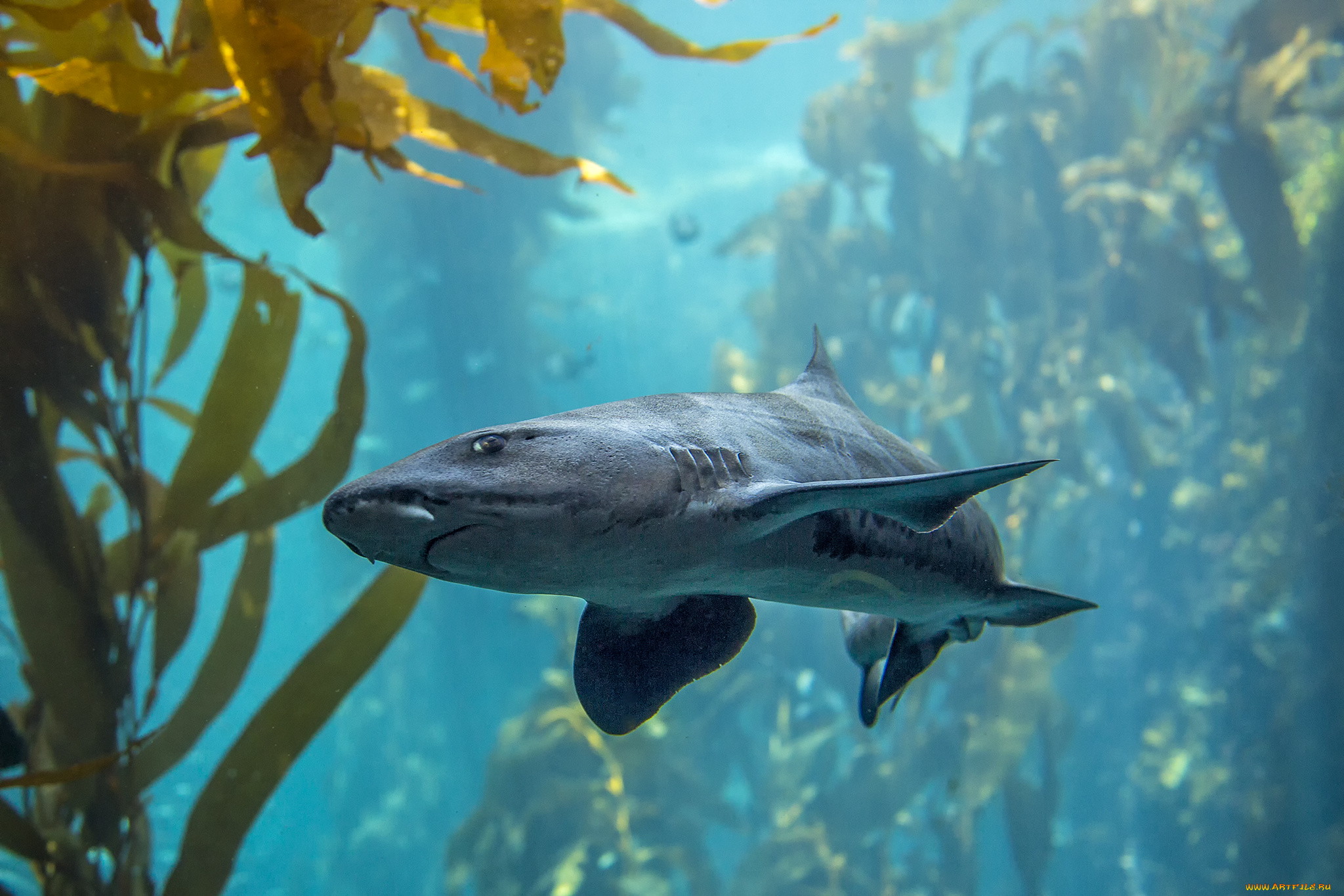 животные, акулы, акула, рифы, океан