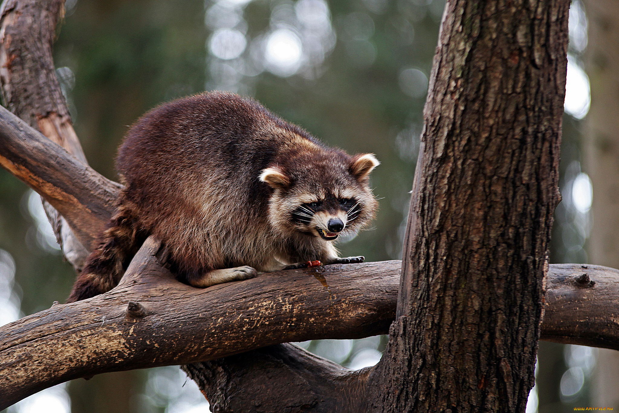 животные, еноты, енот