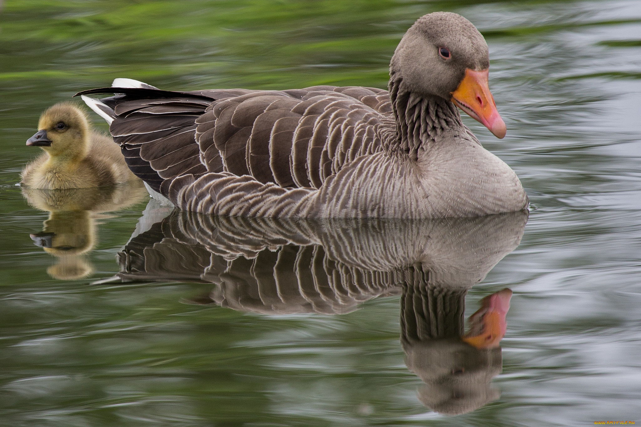 животные, гуси, птенец, гусь, канадский