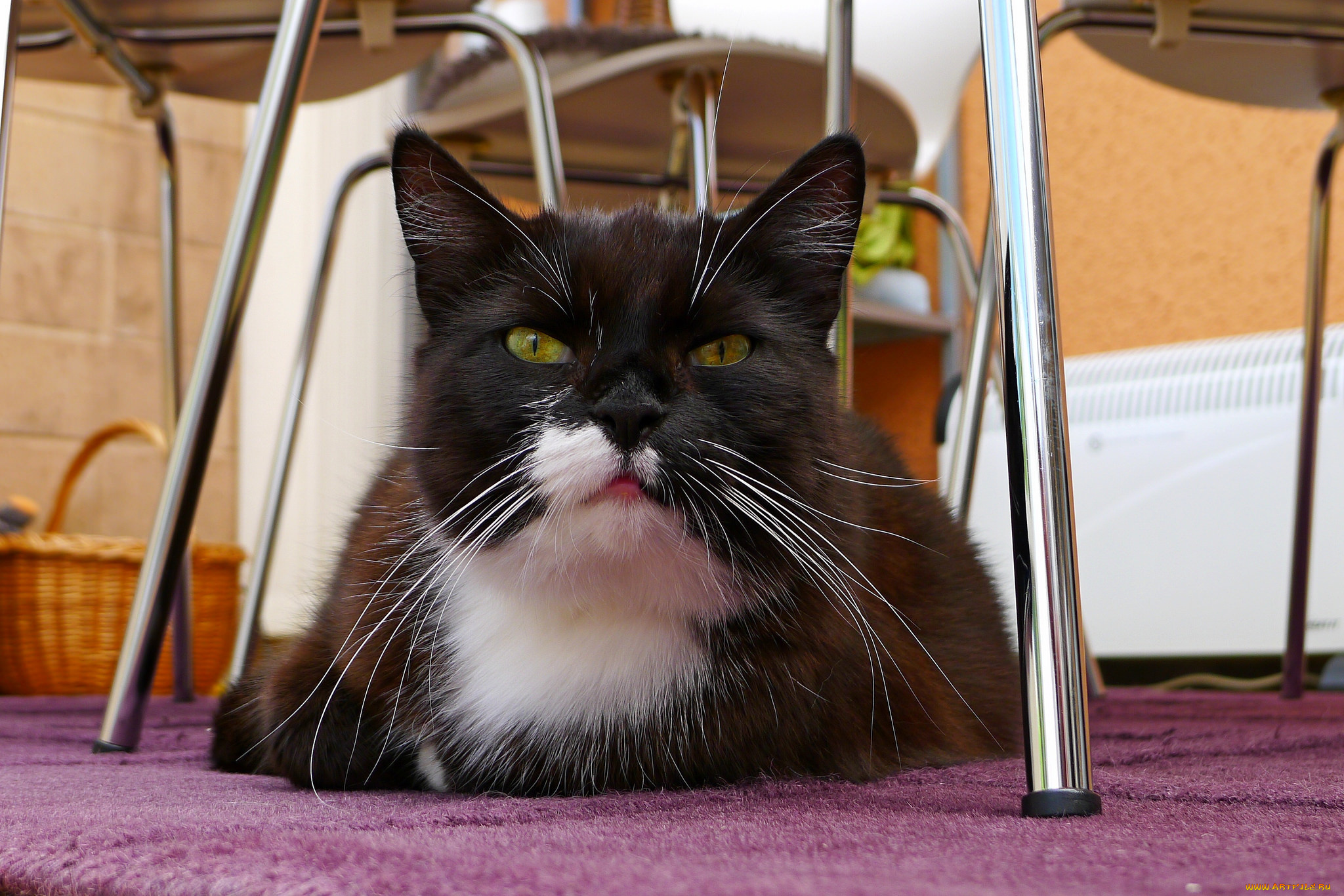 животные, коты, котяра