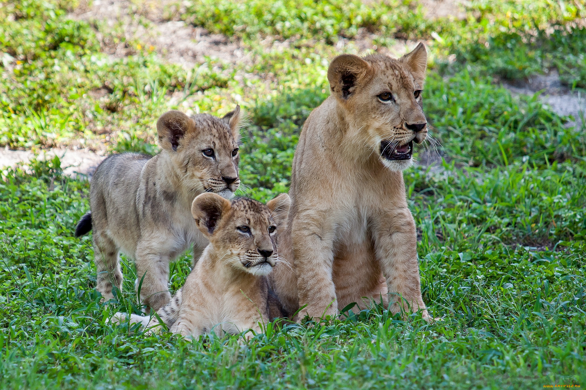 животные, львы, трио, львята
