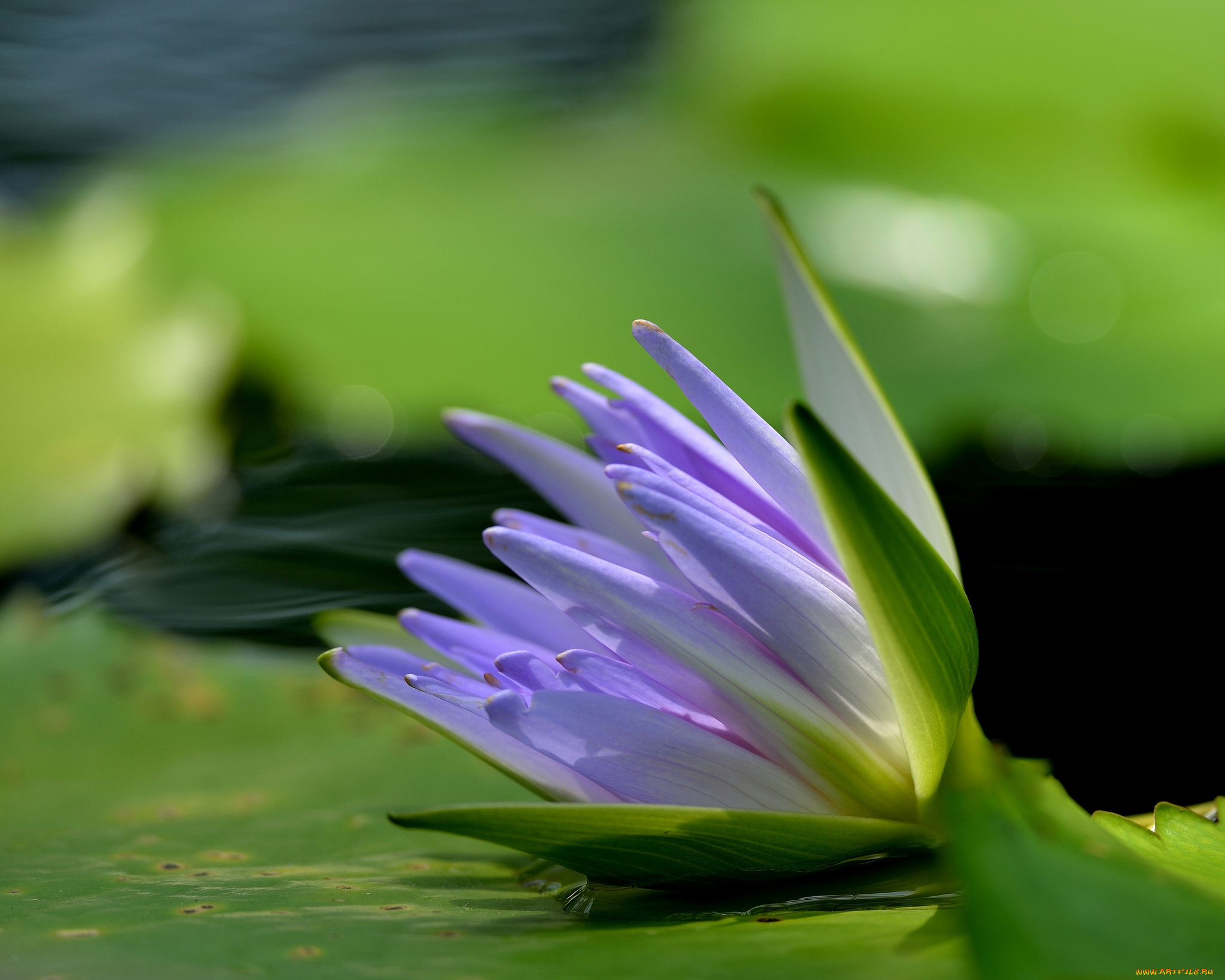 цветы, лилии, водяные, , нимфеи, , кувшинки, water, lilies, flowers, the, lake, озеро, водяные, лилии