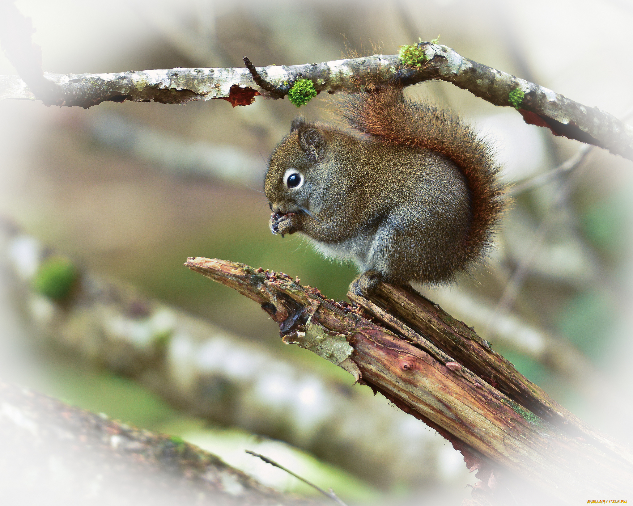 животные, белки, ветка, белка