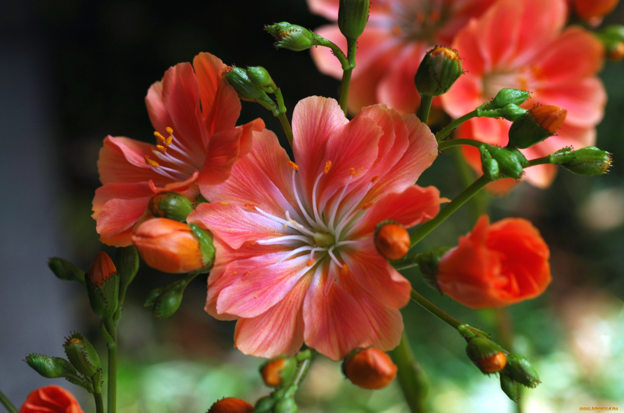 цветы, левизия, макро