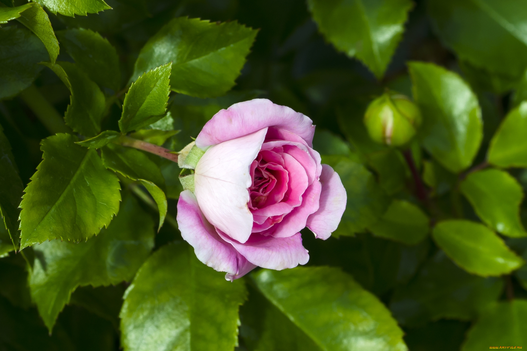 цветы, розы, бутон