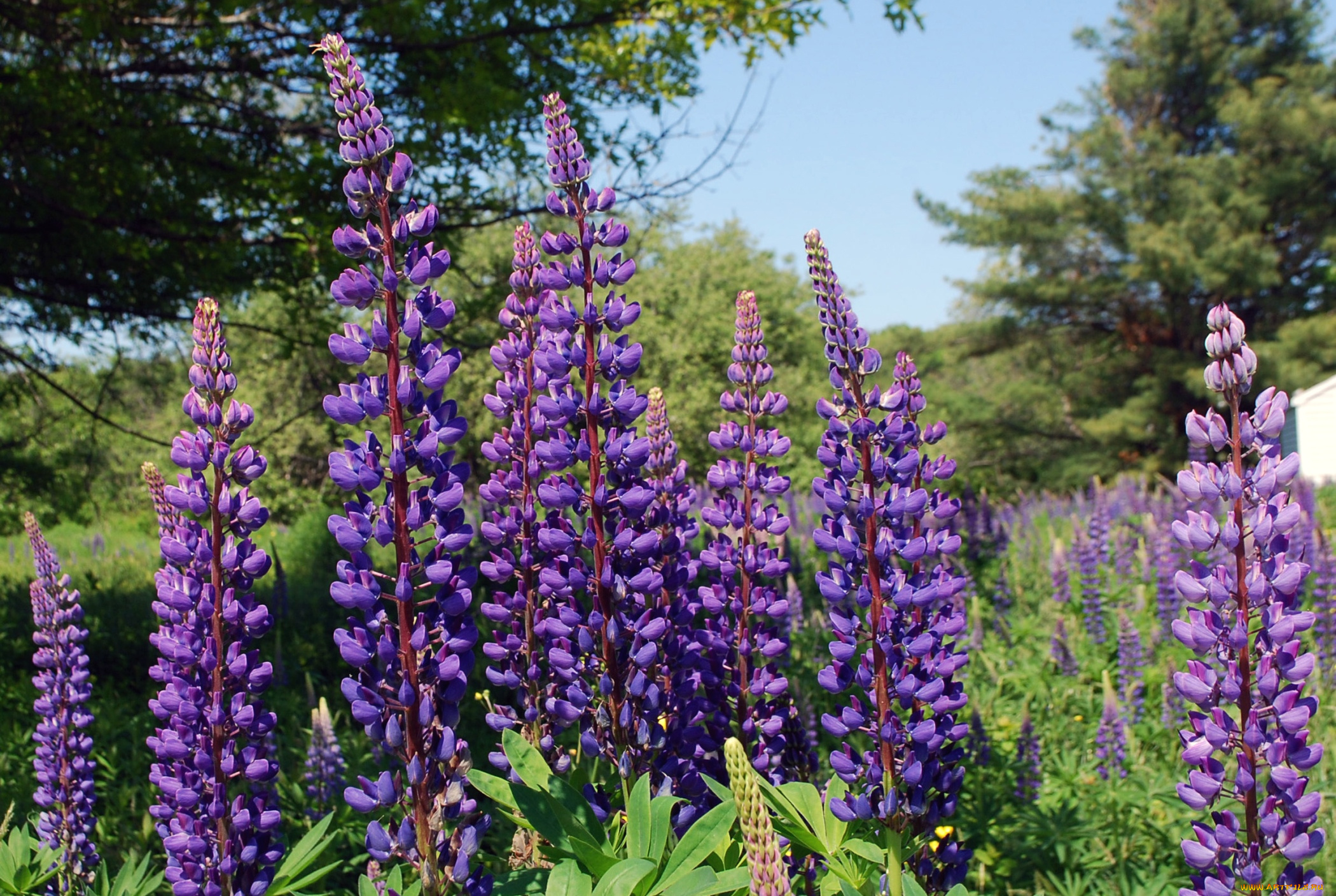 цветы, люпин, фиолет