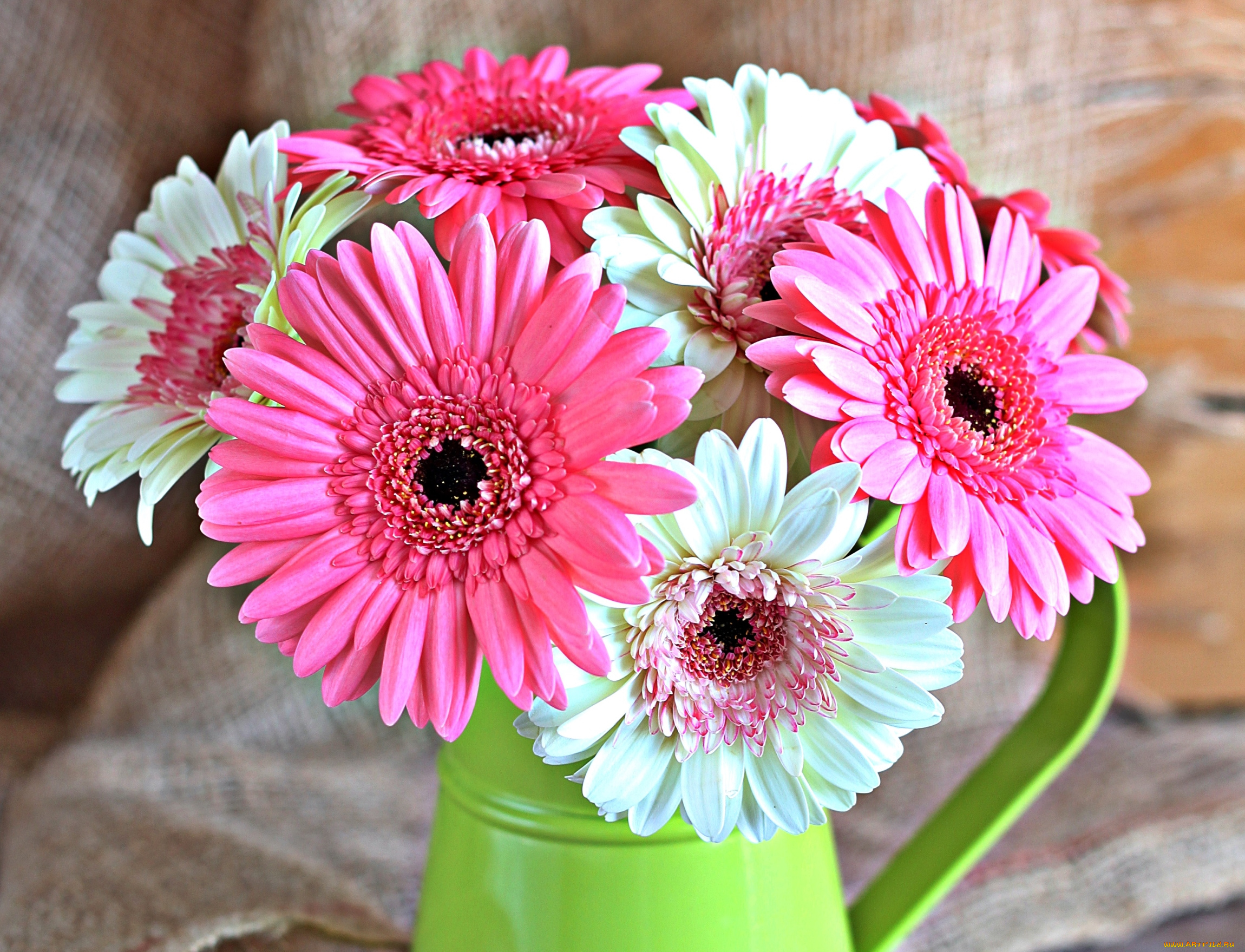 цветы, герберы, букет
