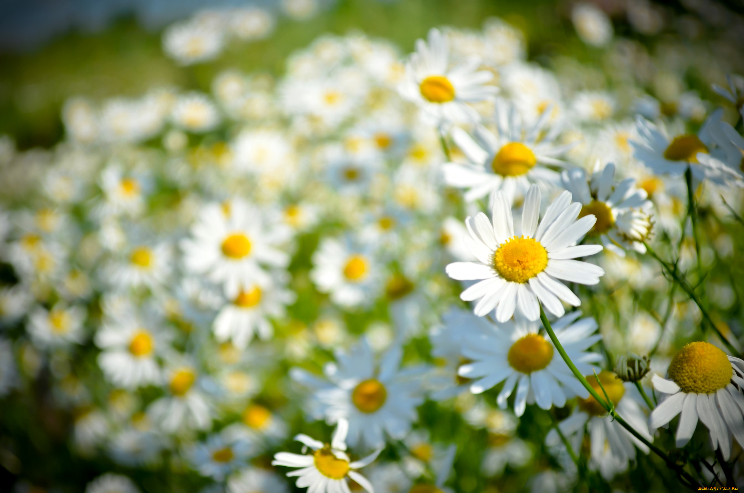 цветы, ромашки, лето