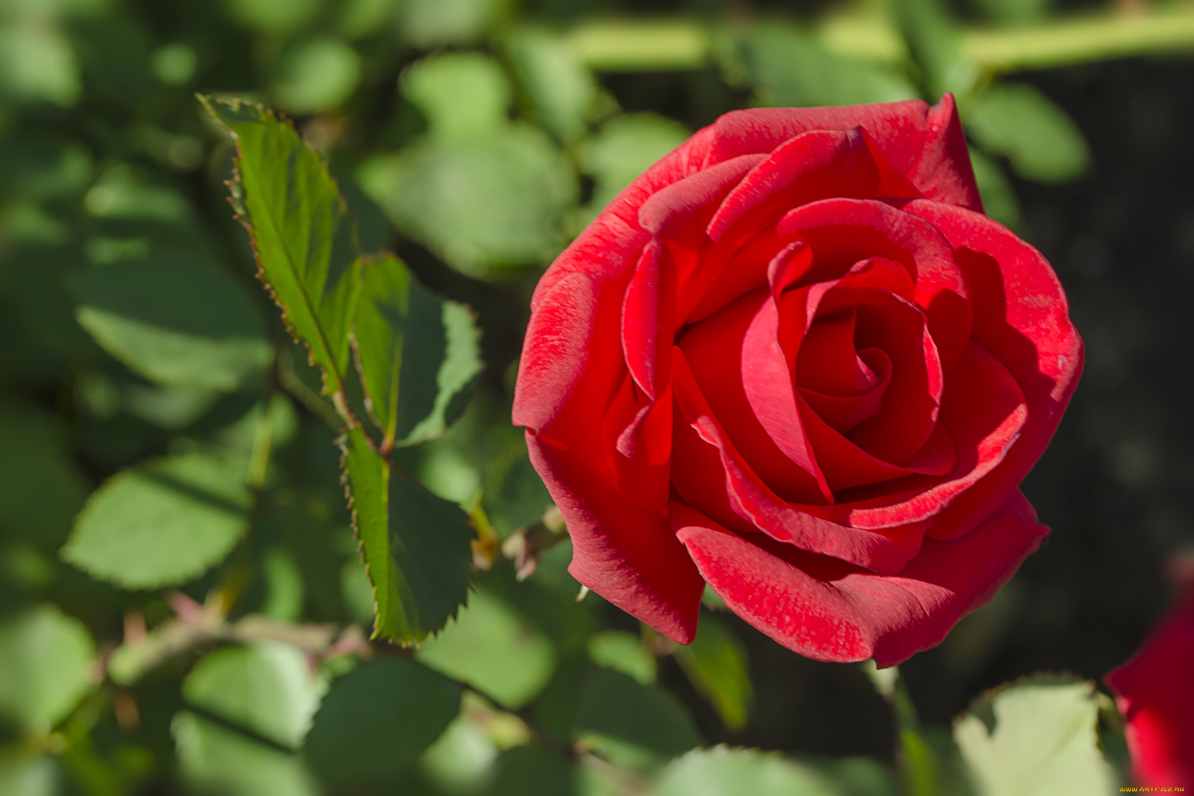 цветы, розы, красный