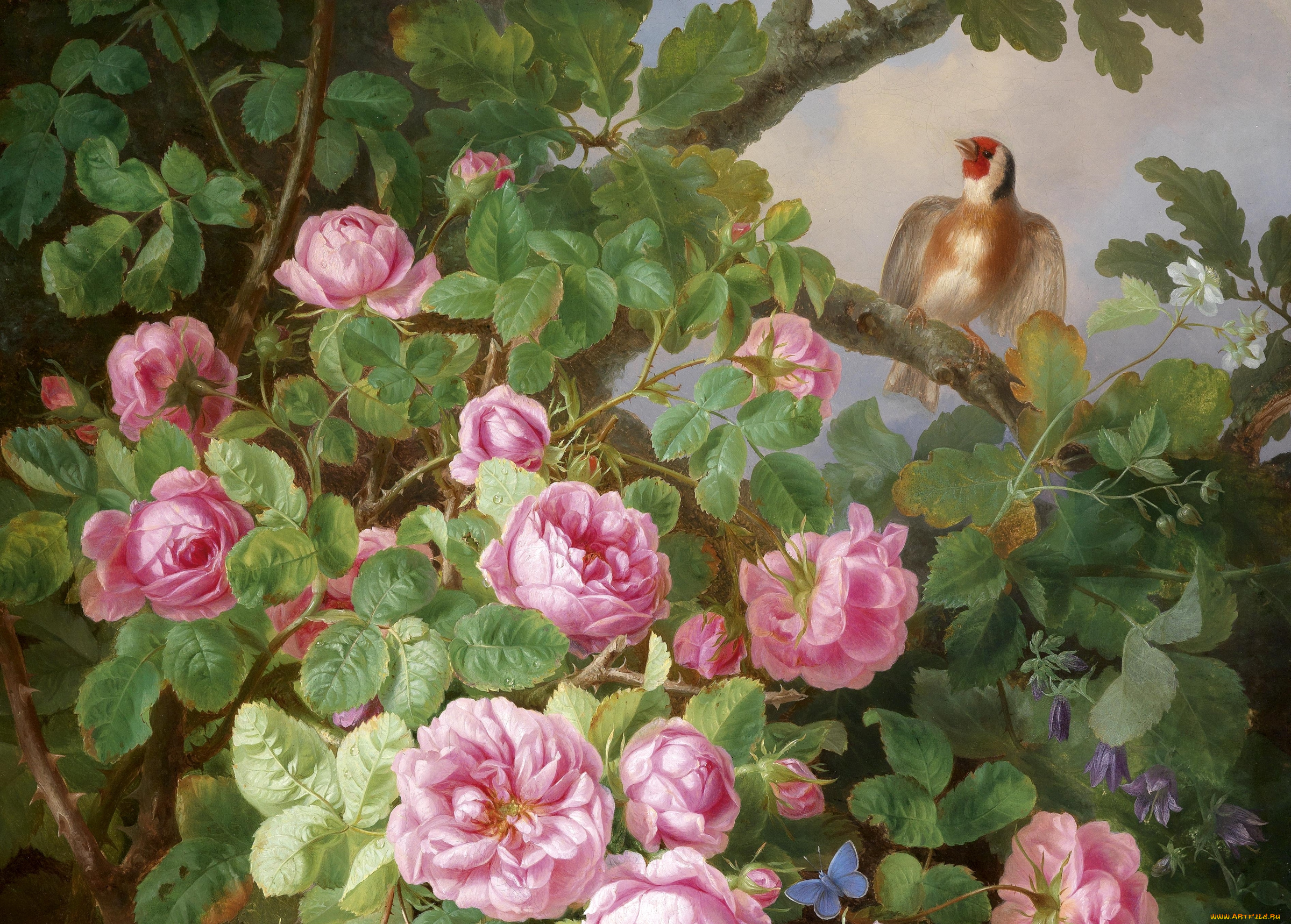 рисованные, цветы, щегол, розы
