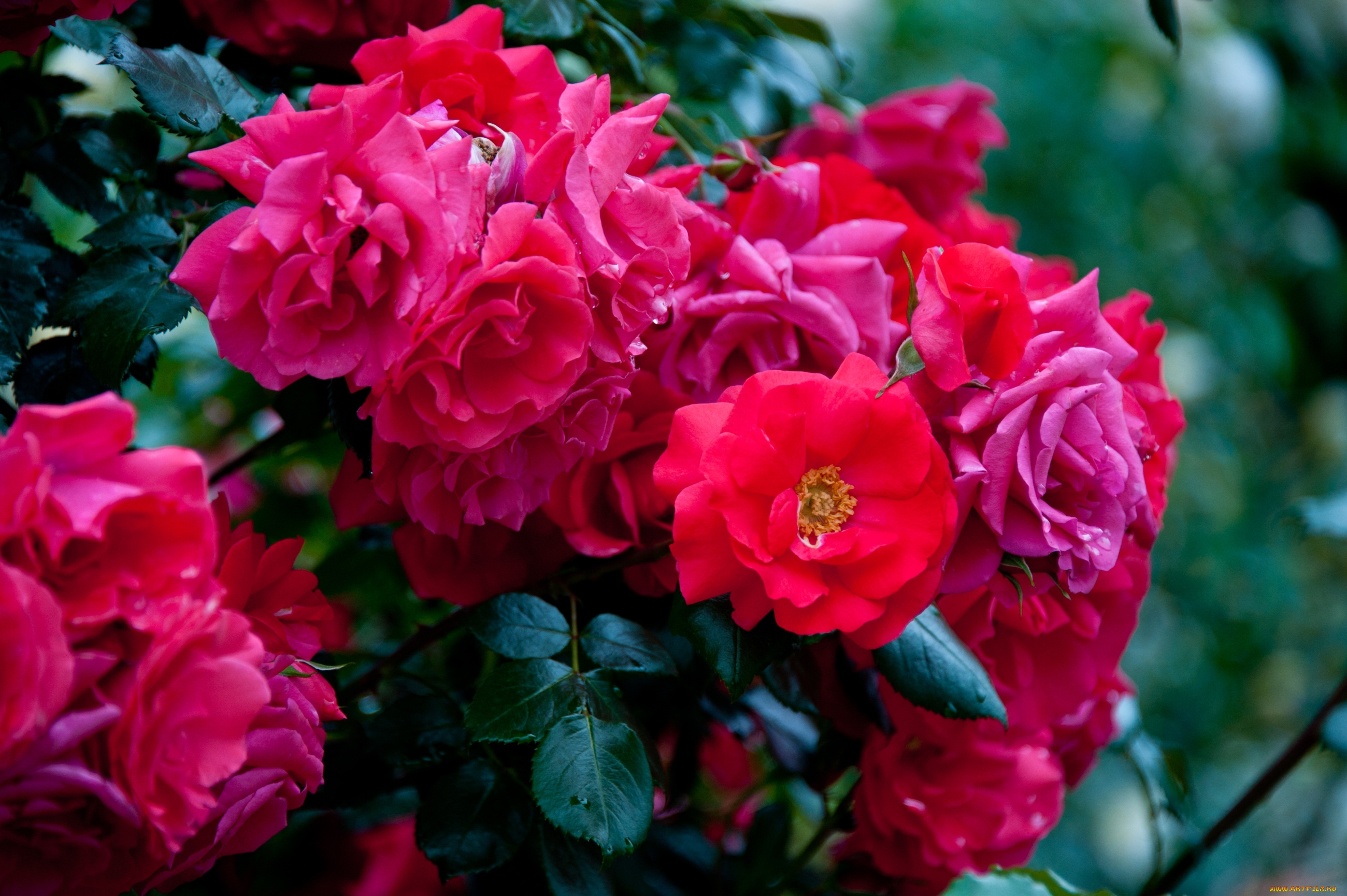 цветы, розы, куст