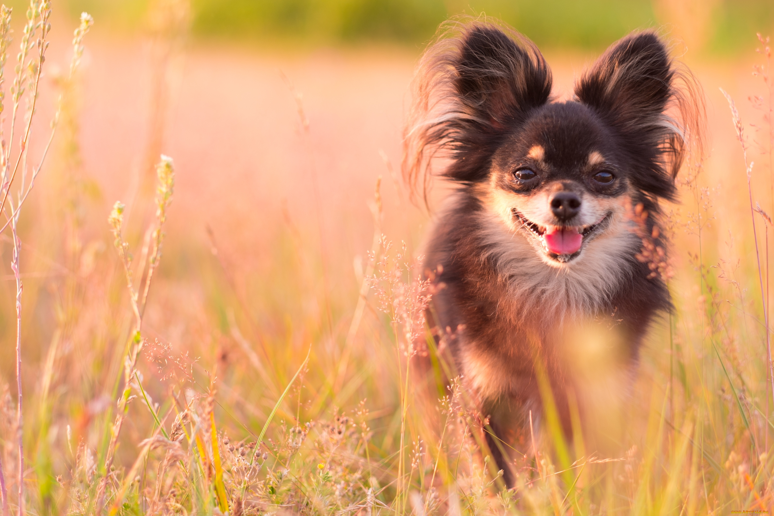 животные, собаки, чихуахуа