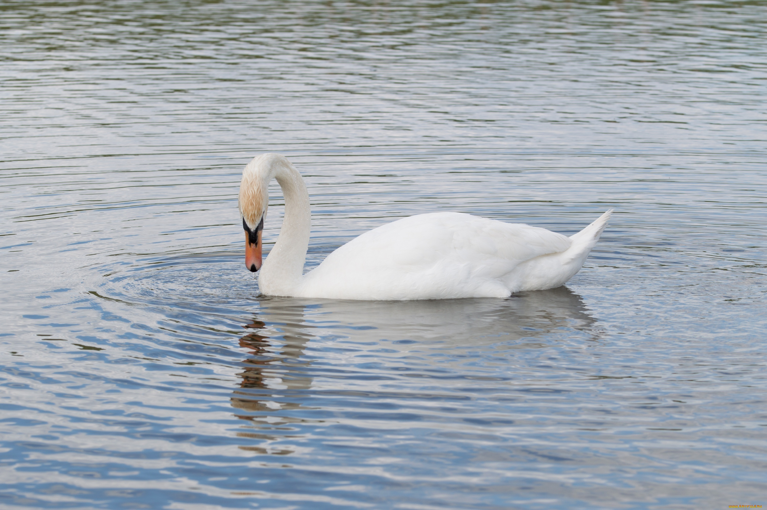 животные, лебеди, рябь, белый