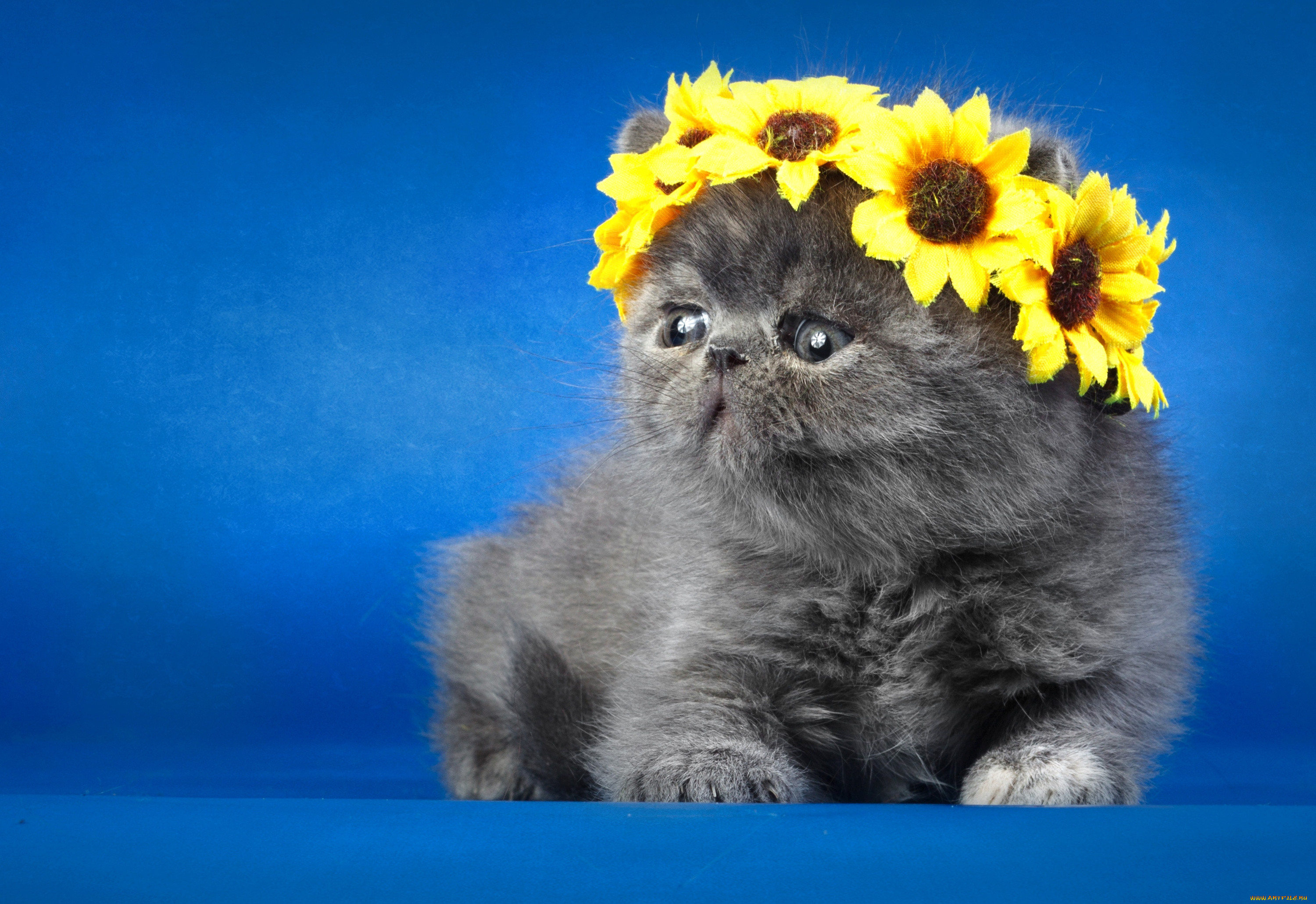 животные, коты, венок