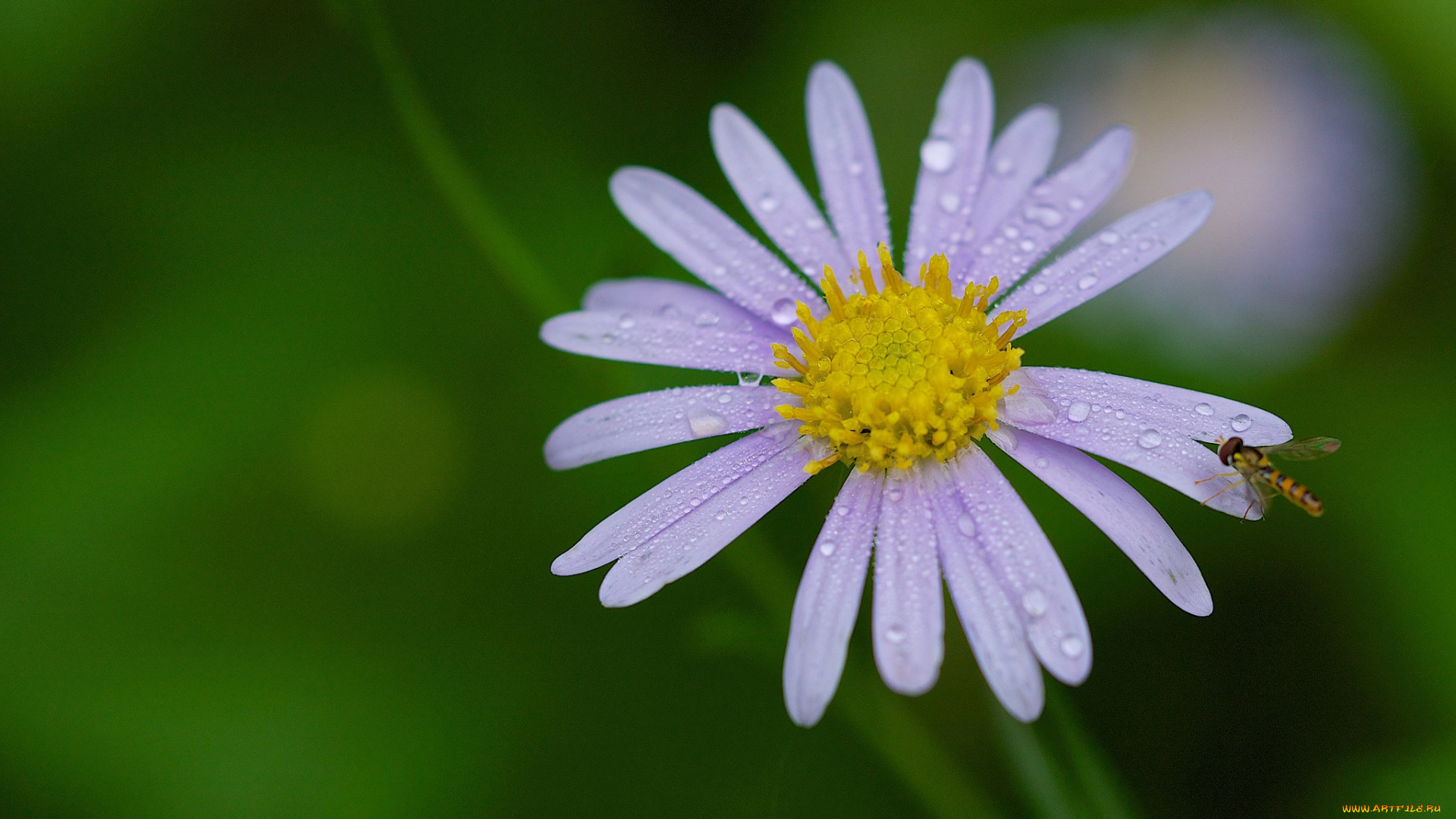 цветы, аизовые, капли, насекомое, роса, лепестки, цветок, фон, макро