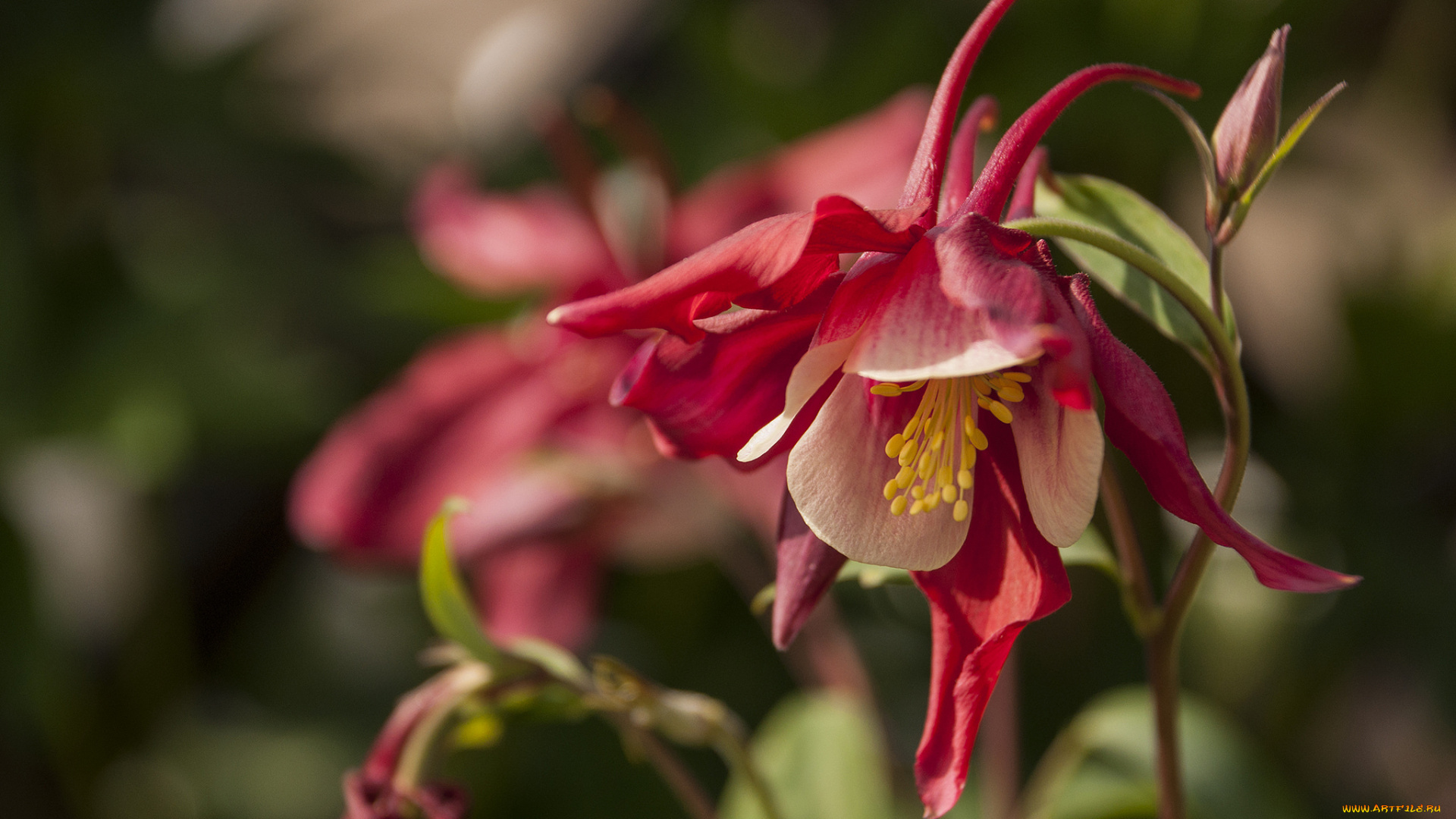 цветы, аквилегия, , водосбор, красный, макро, цветок