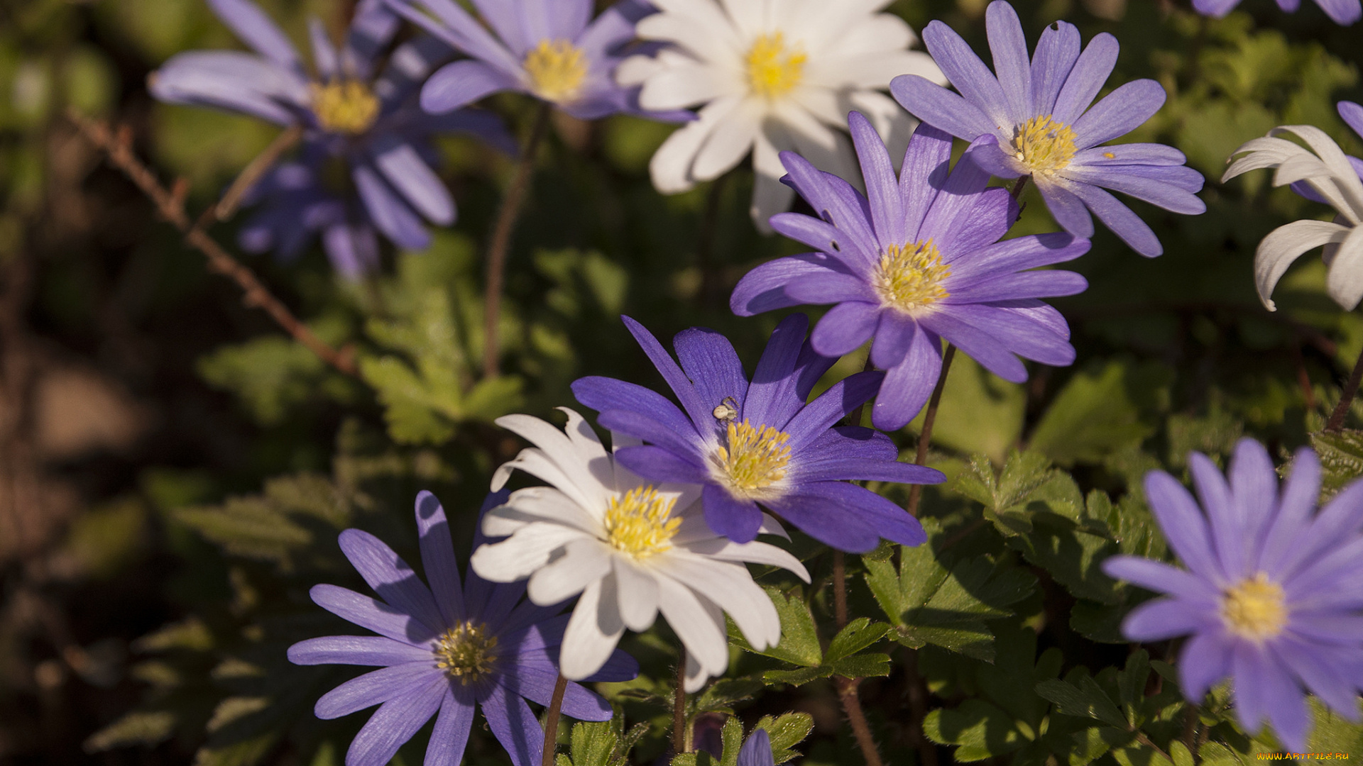 цветы, анемоны, , сон-трава