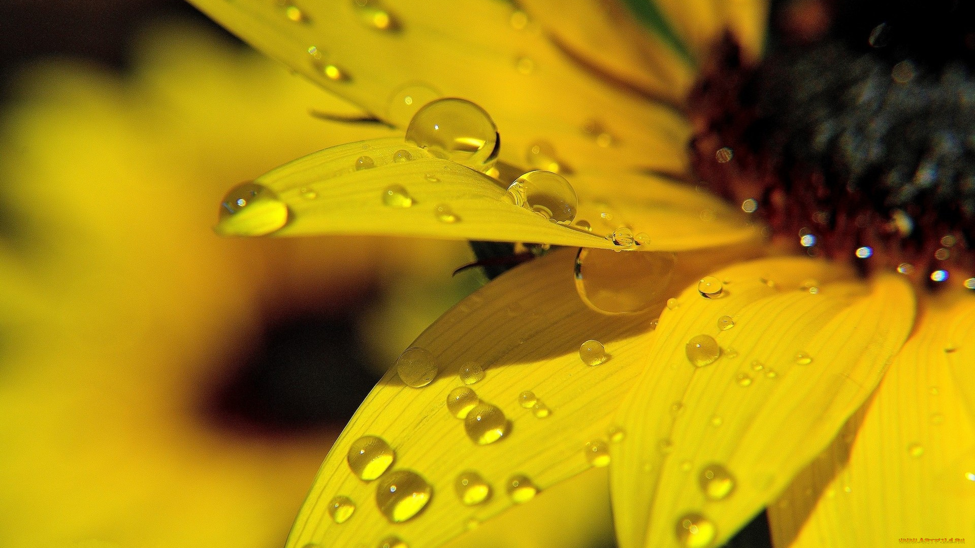 цветы, dew, роса, sunflower, macro, flower, желтый, подсолнух, макро, цветок, yellow