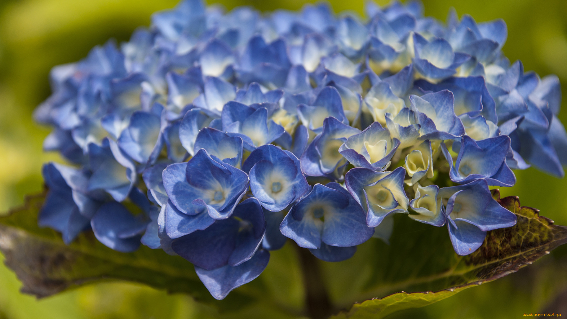 цветы, гортензия, голубая, макро