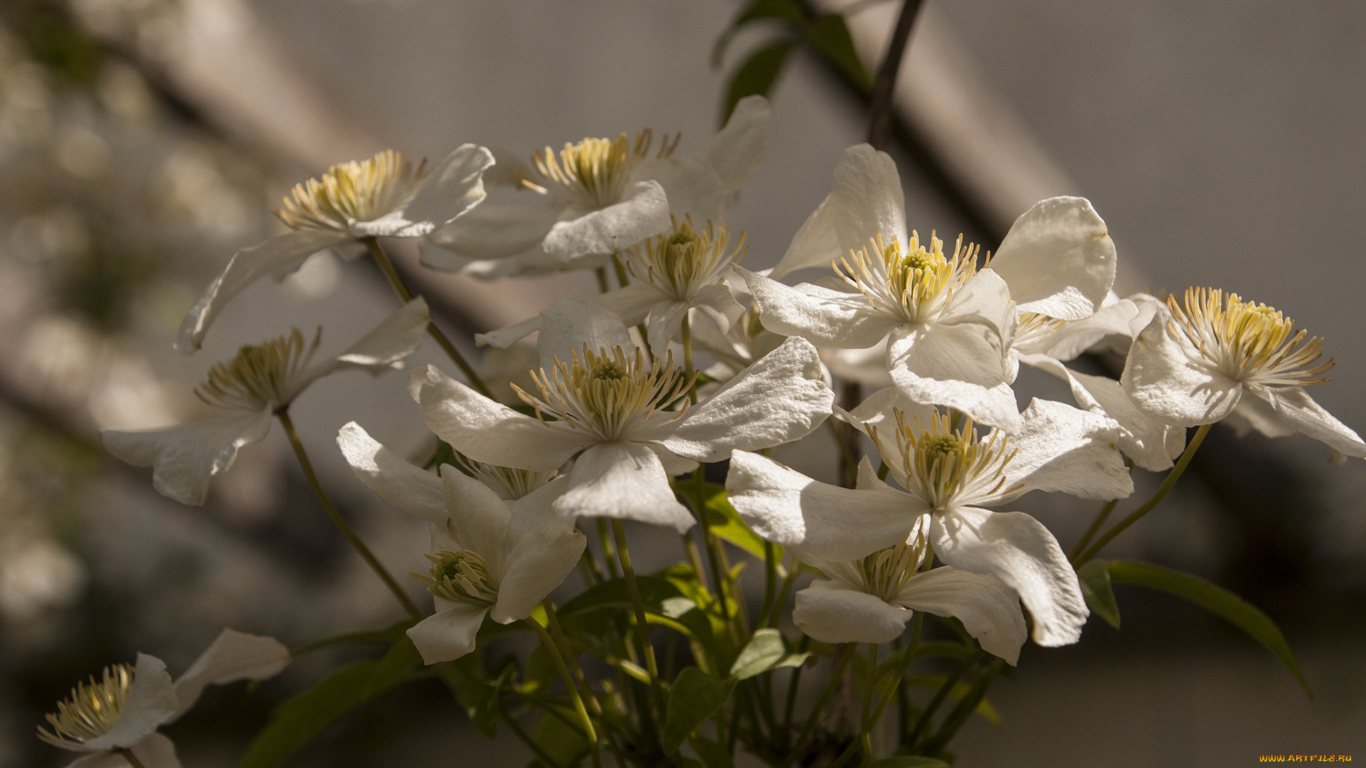 цветы, клематис, , ломонос, клематис, фон, белые