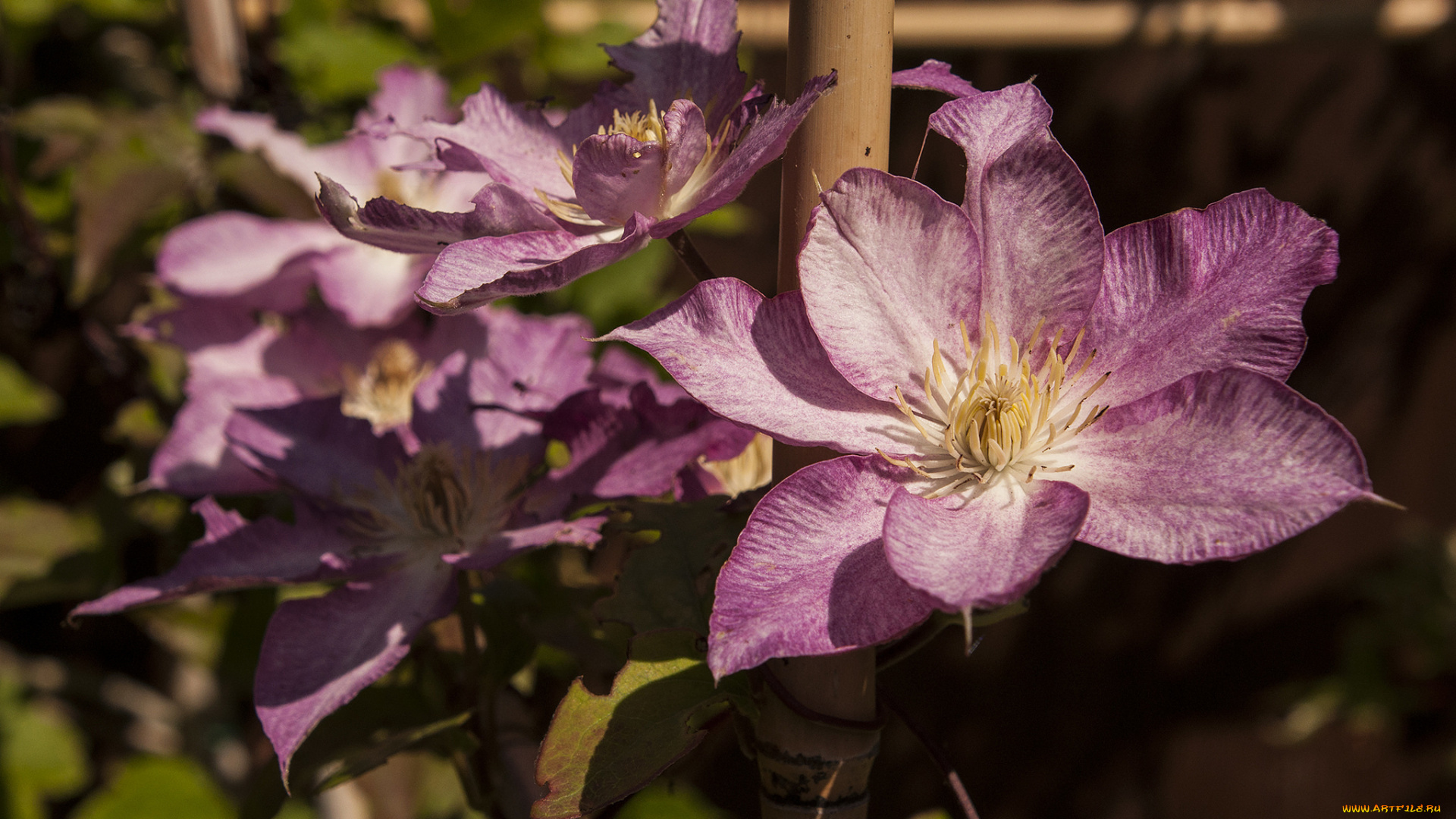 цветы, клематис, , ломонос, розовые, клематис