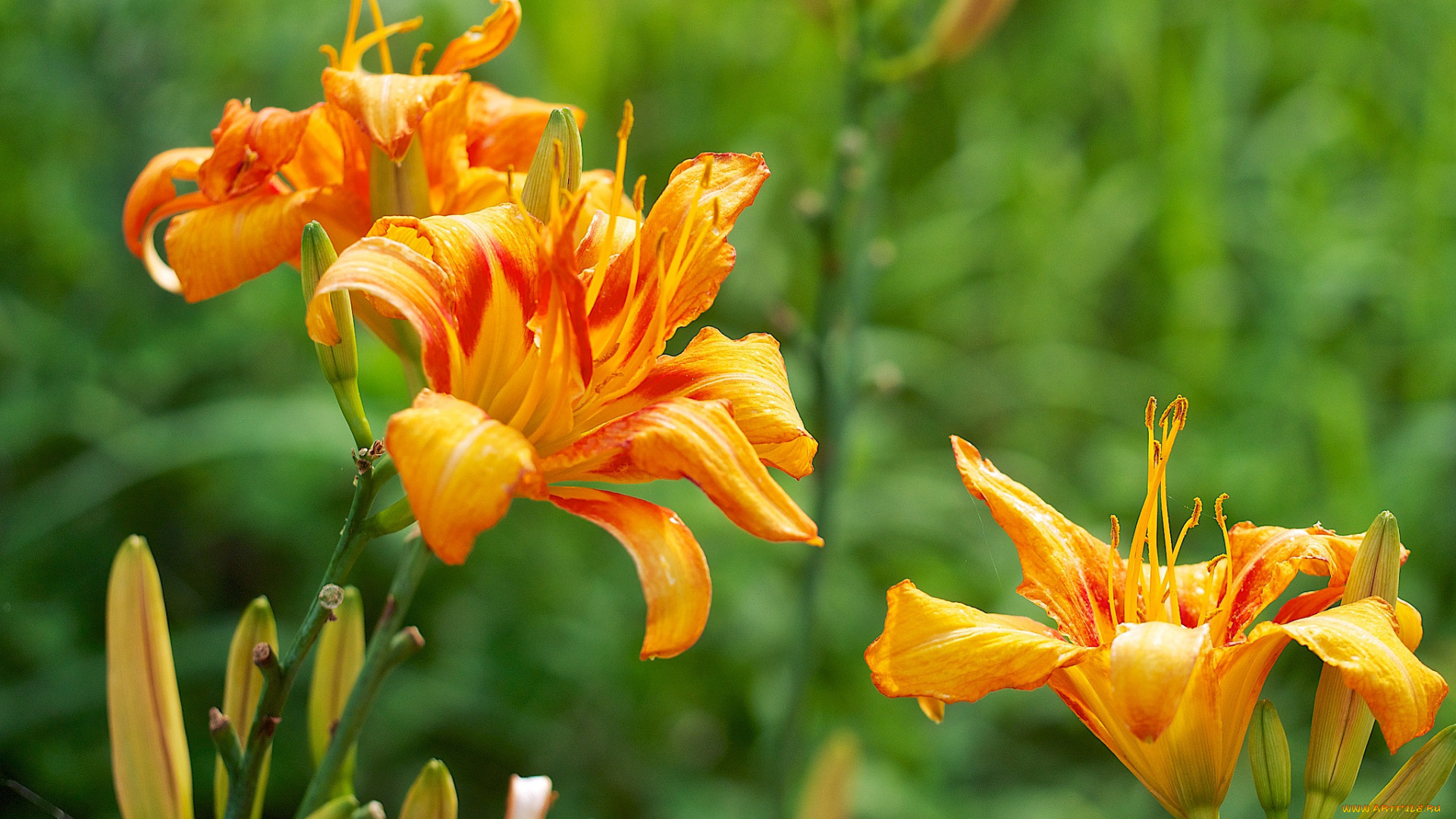 цветы, лилии, , лилейники, лилейники, фон