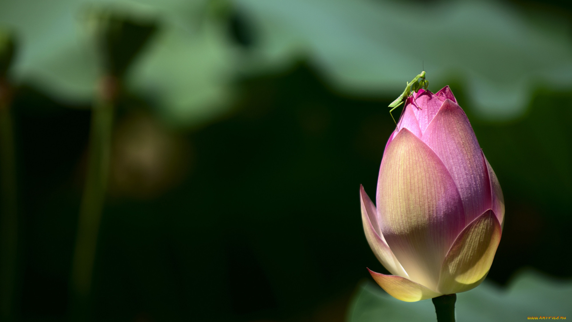 цветы, лотосы, бутоны, лепестки, фон