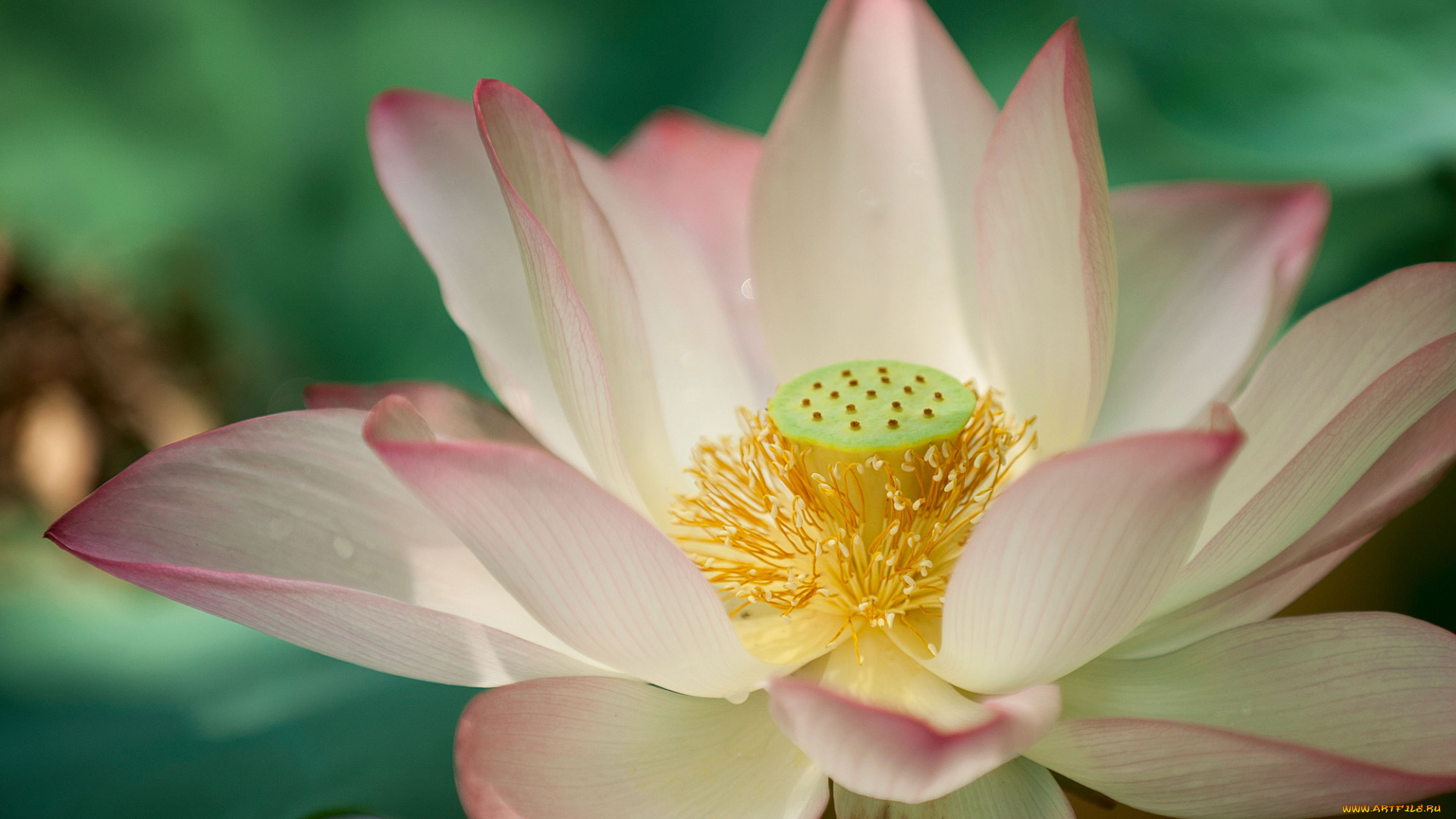 цветы, лотосы, бутоны, лепестки, фон