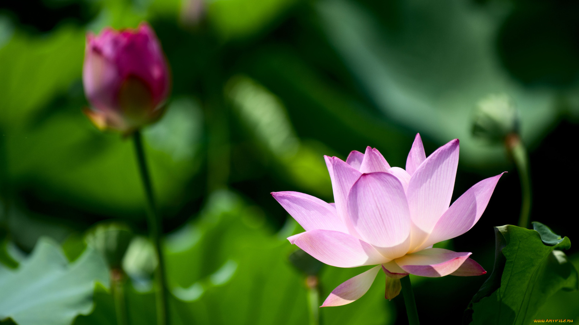цветы, лотосы, бутоны, лепестки, фон