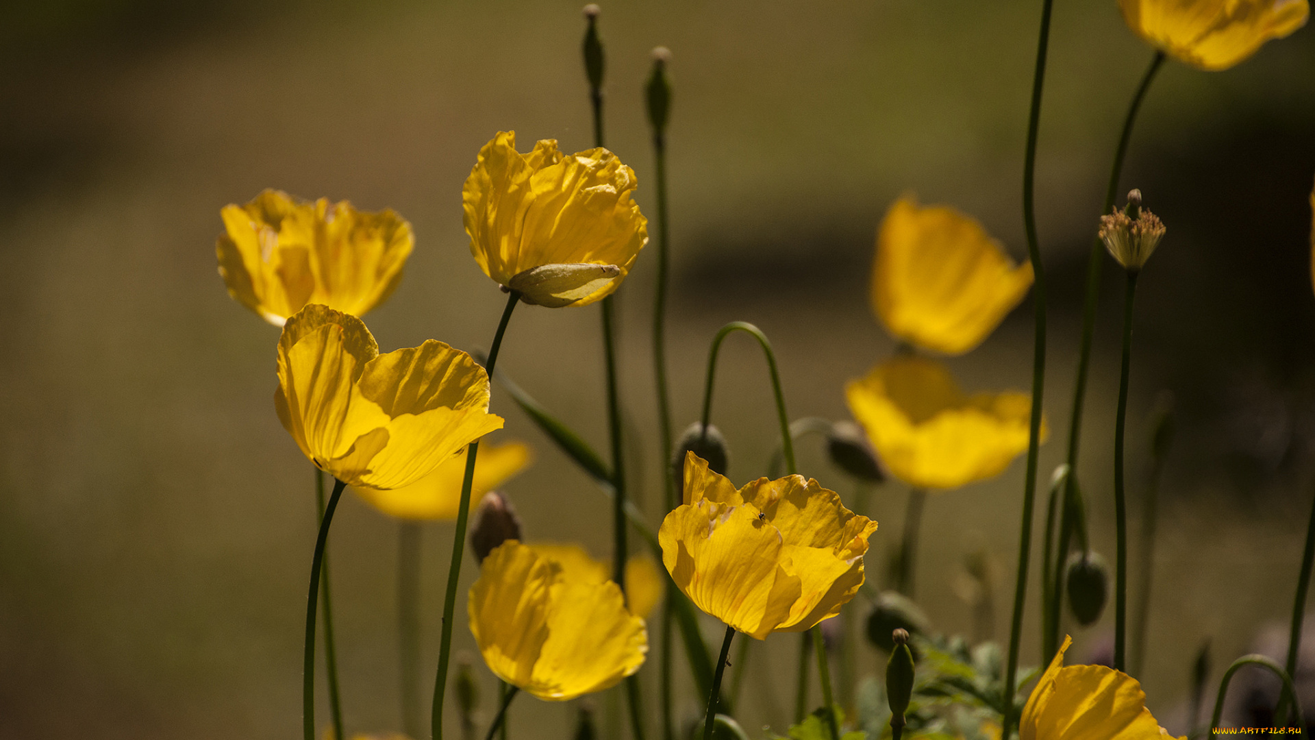 цветы, маки, луг, фон, жёлтые