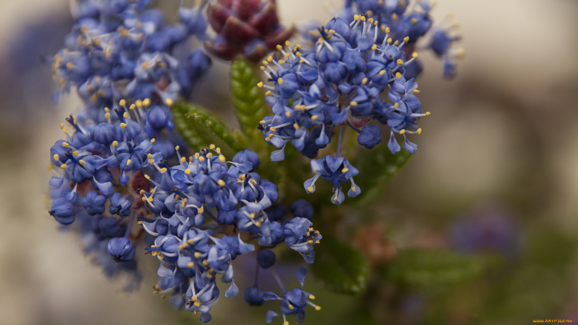 цветы, макро, синие