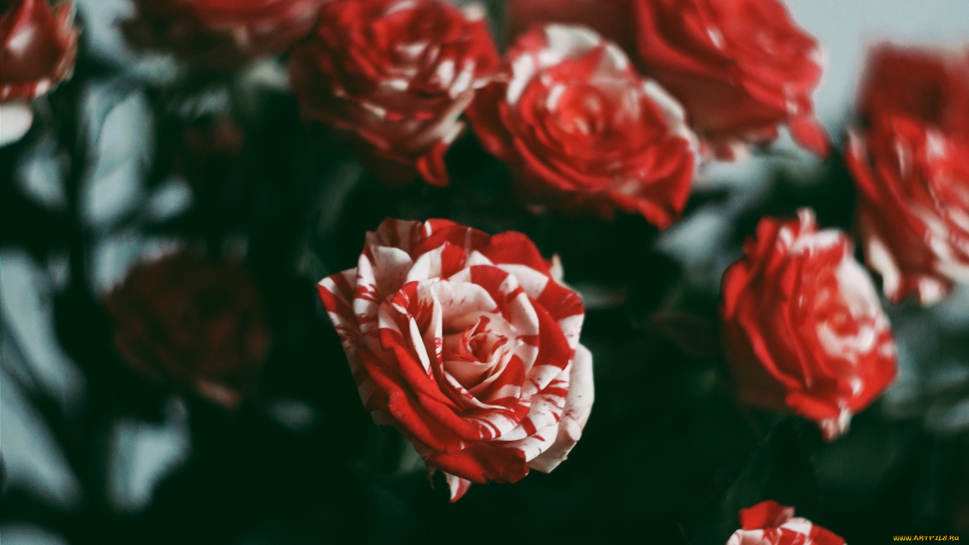 цветы, розы, flowers, rose, red, beauty, красные, красота