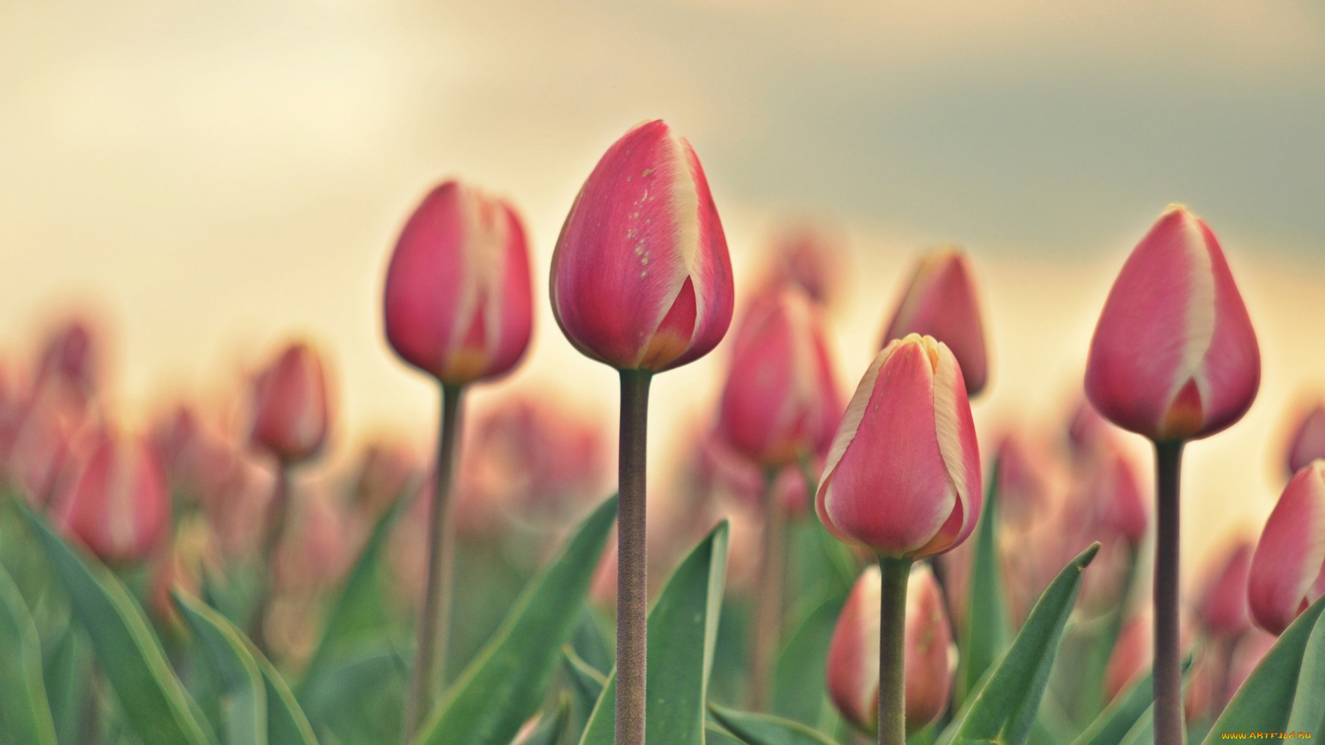 цветы, тюльпаны, природа